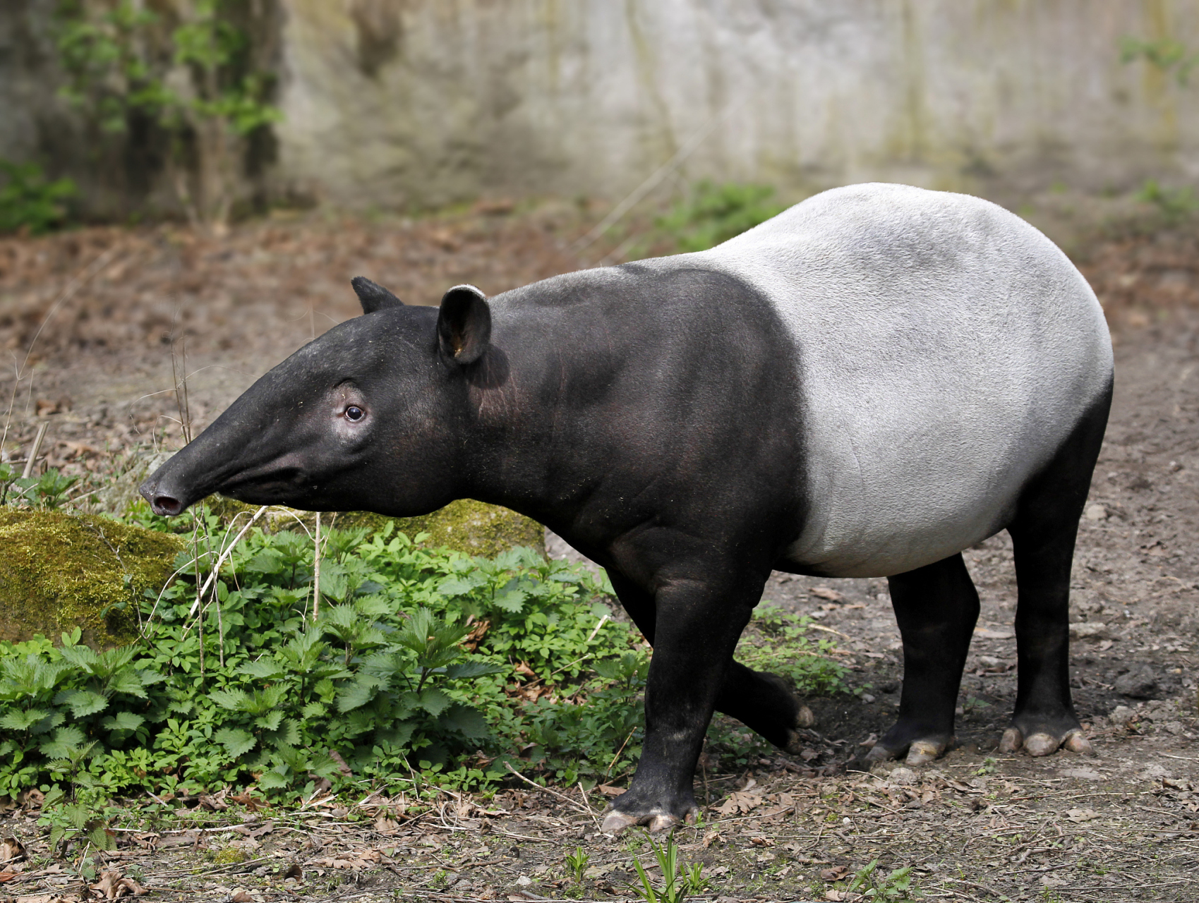 貘是一种生活在热带地区的动物,想不到竟然出现在了汉文帝的陵墓中.