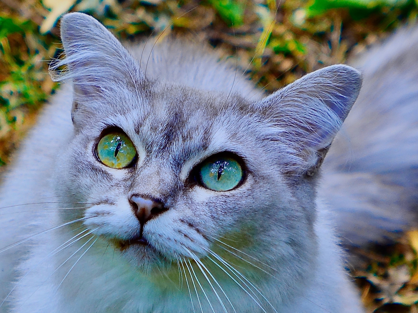 遗传基因也是强大的影响力,就像是布偶猫拥有淡蓝色眼睛一样