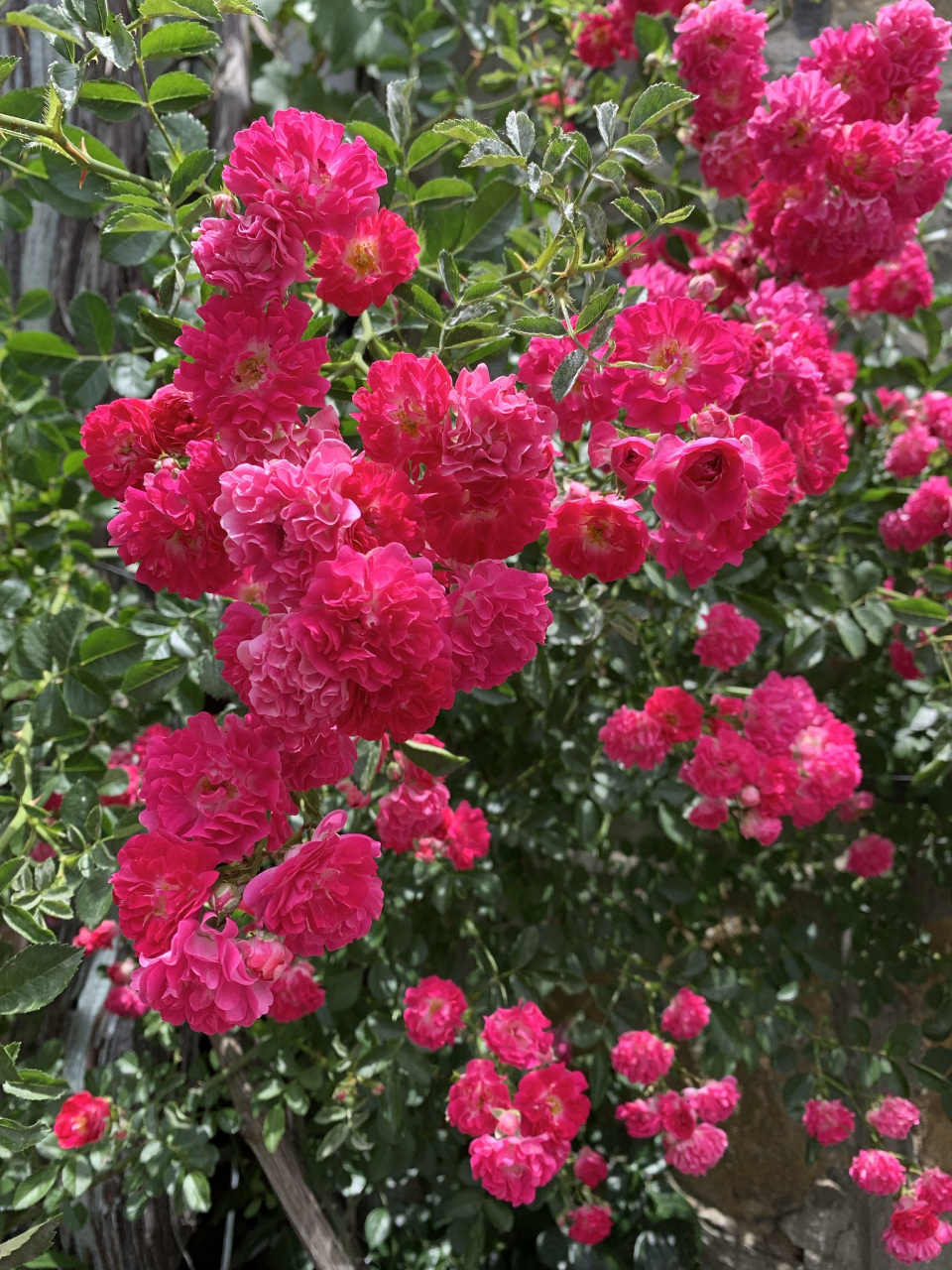 盆景# 养护盆景:开花又大又香又红的盆栽之甜蜜红木香 甜蜜红木香是