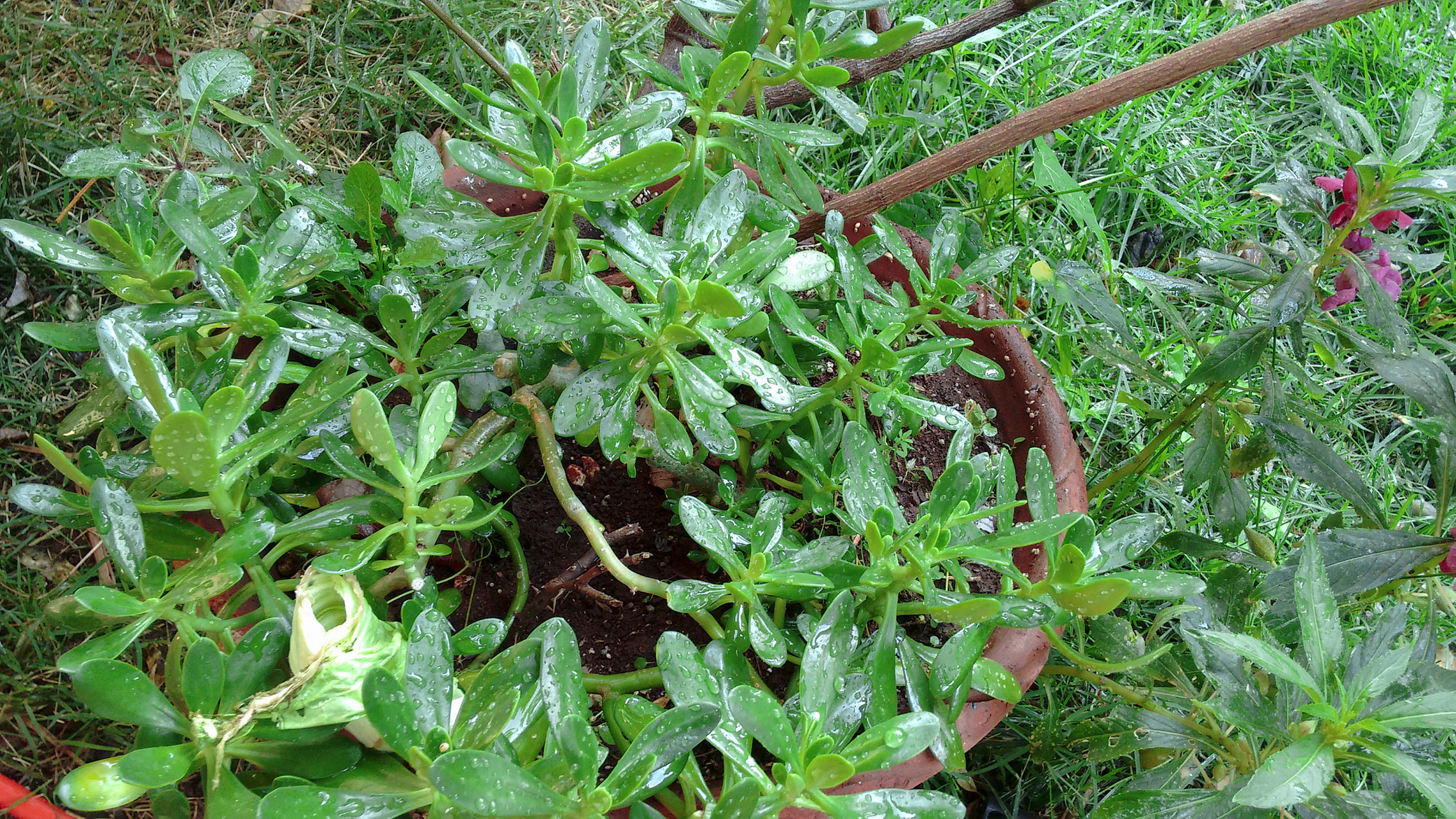 通过合理的技巧与管理,可以让抓地龙草茁壮成长,为生活带来色彩和乐趣