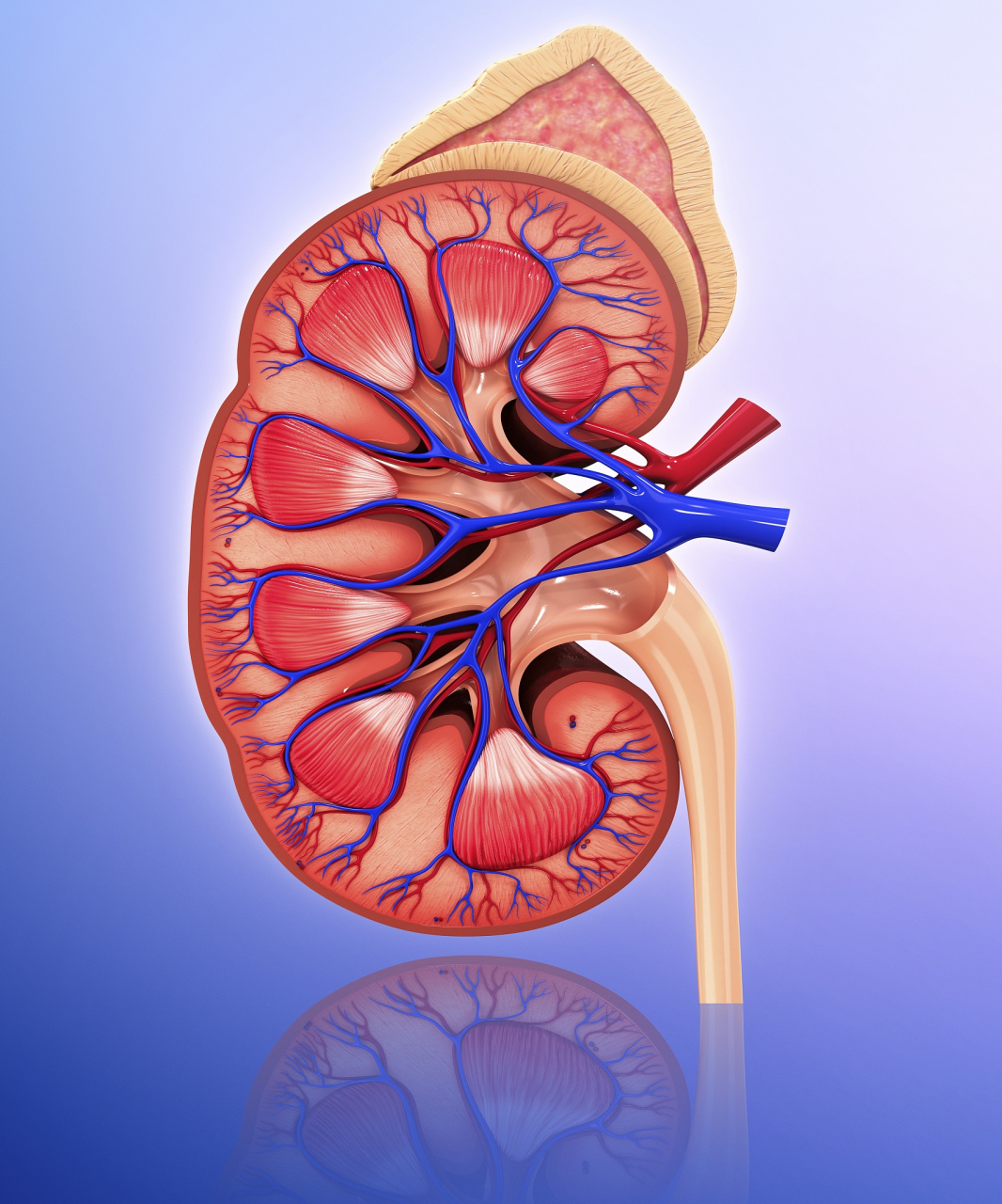 慢性肾功能衰竭主要表现为少尿或无尿,氮质血症,高钾血症和代谢酸中毒