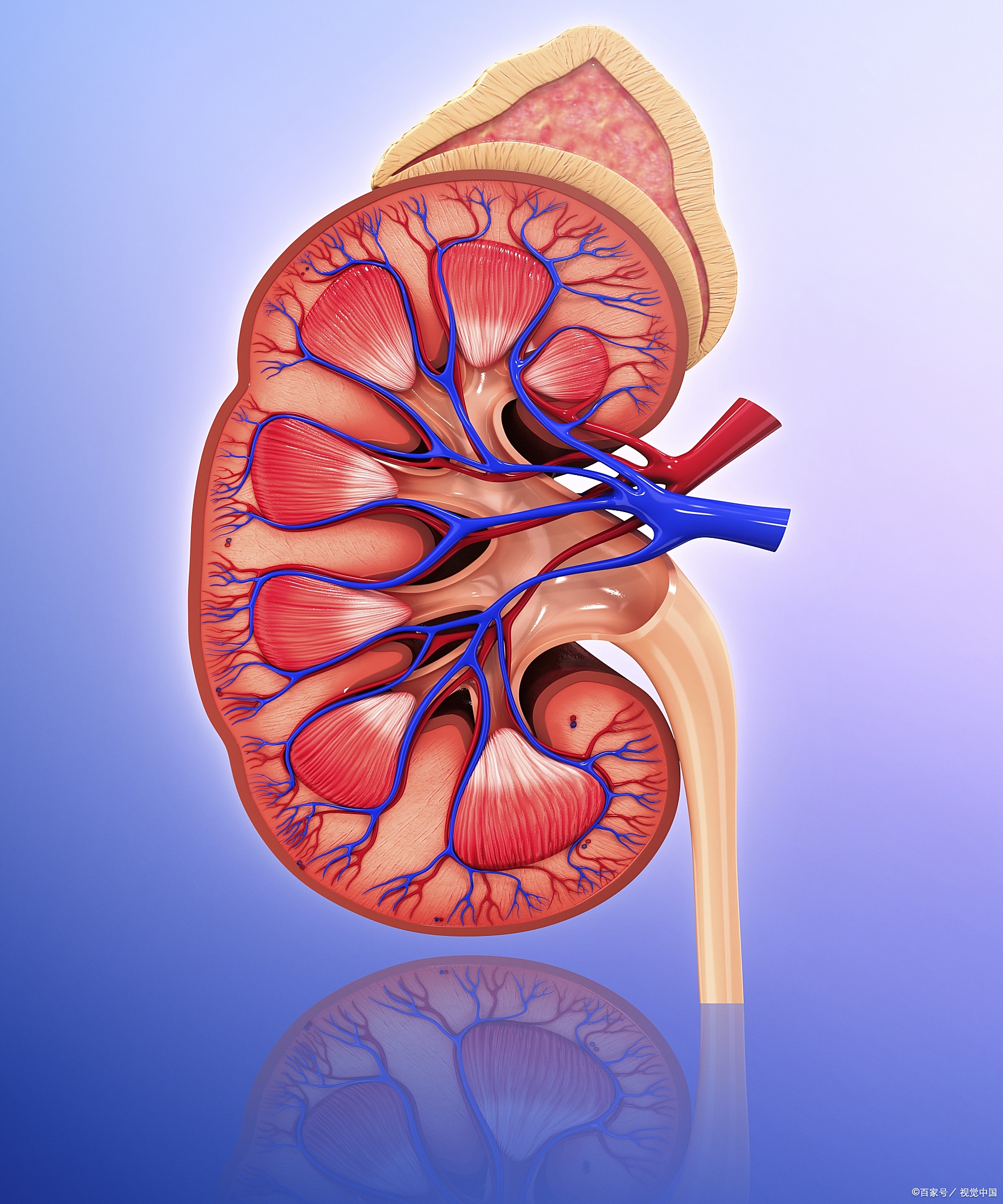 尿液的4个异常,可能是肾脏给你发出的信号,别不当一回事