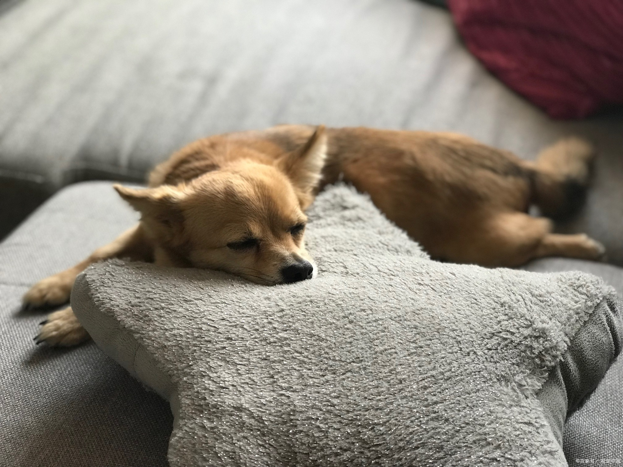 狗子趴着睡觉,主人走近一看直接狂笑:五官消失了!