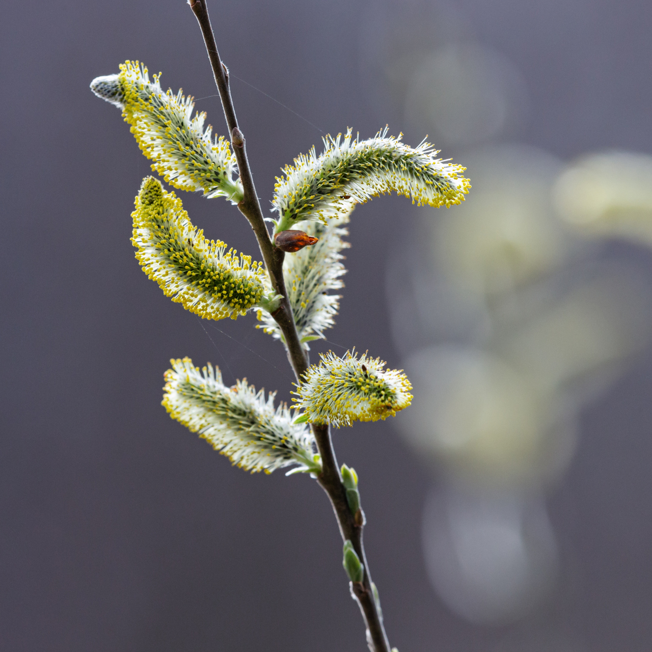 [原文:柳絮飘舞:自然的奇妙传播.