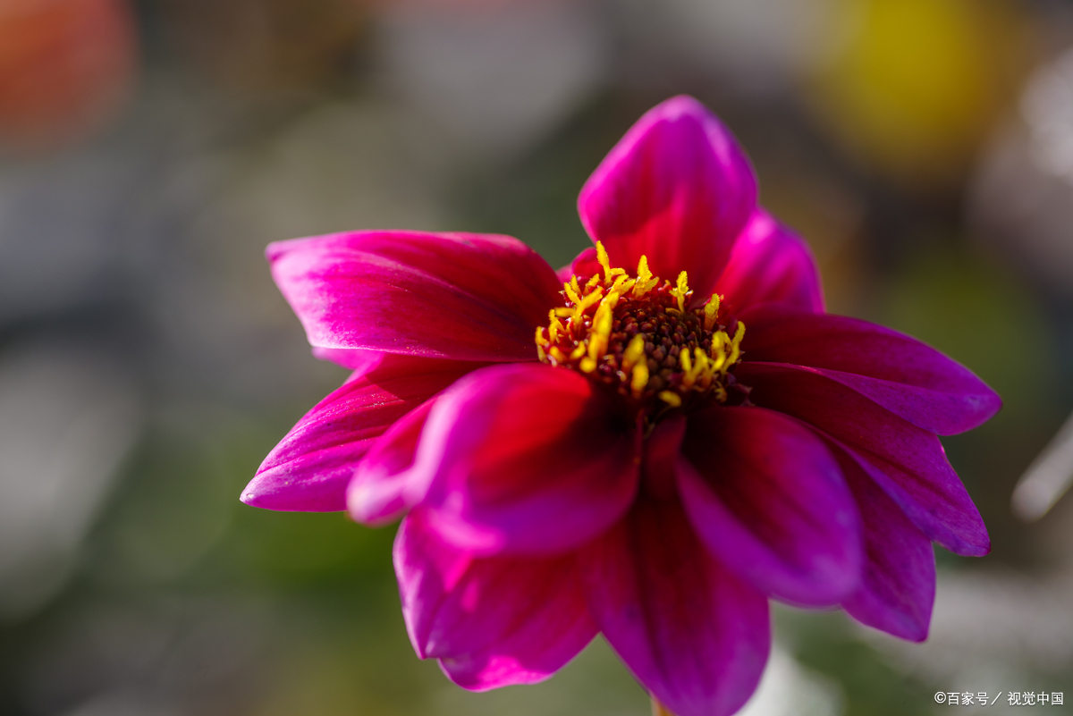 五年级单元习作《推荐一本书》,让孩子按下面步骤写