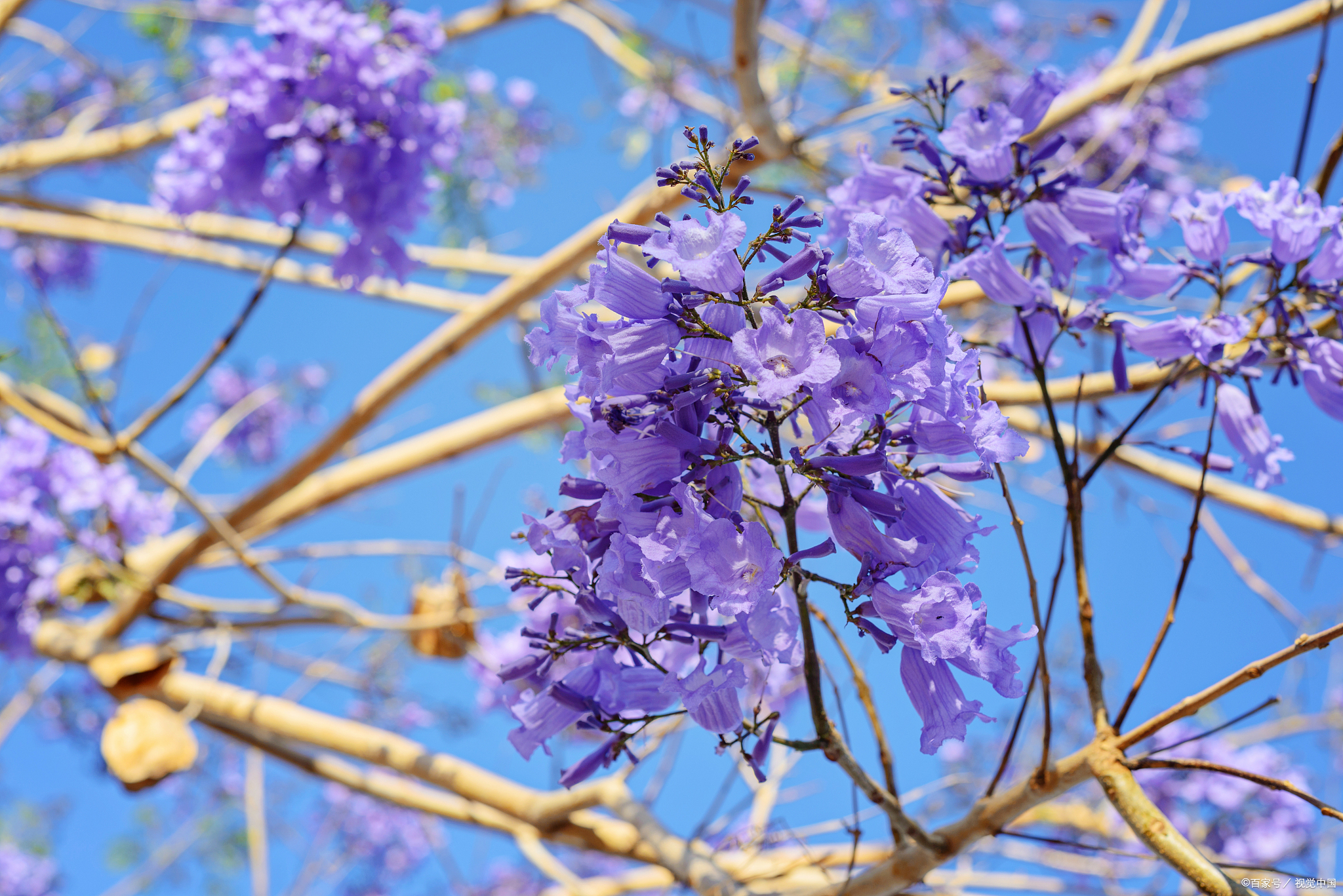 蓝楹花的花语象征,秋天是开花的季节吗?