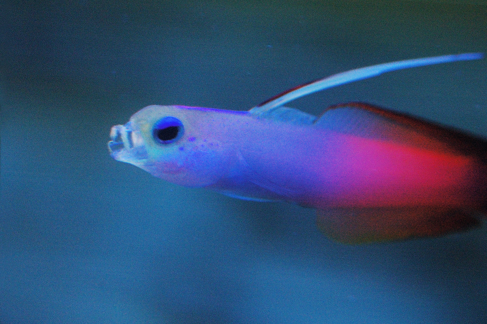 然而,饲养鹦鹉鱼需要足够的空间,精心照料和特殊饮食,挑战较大