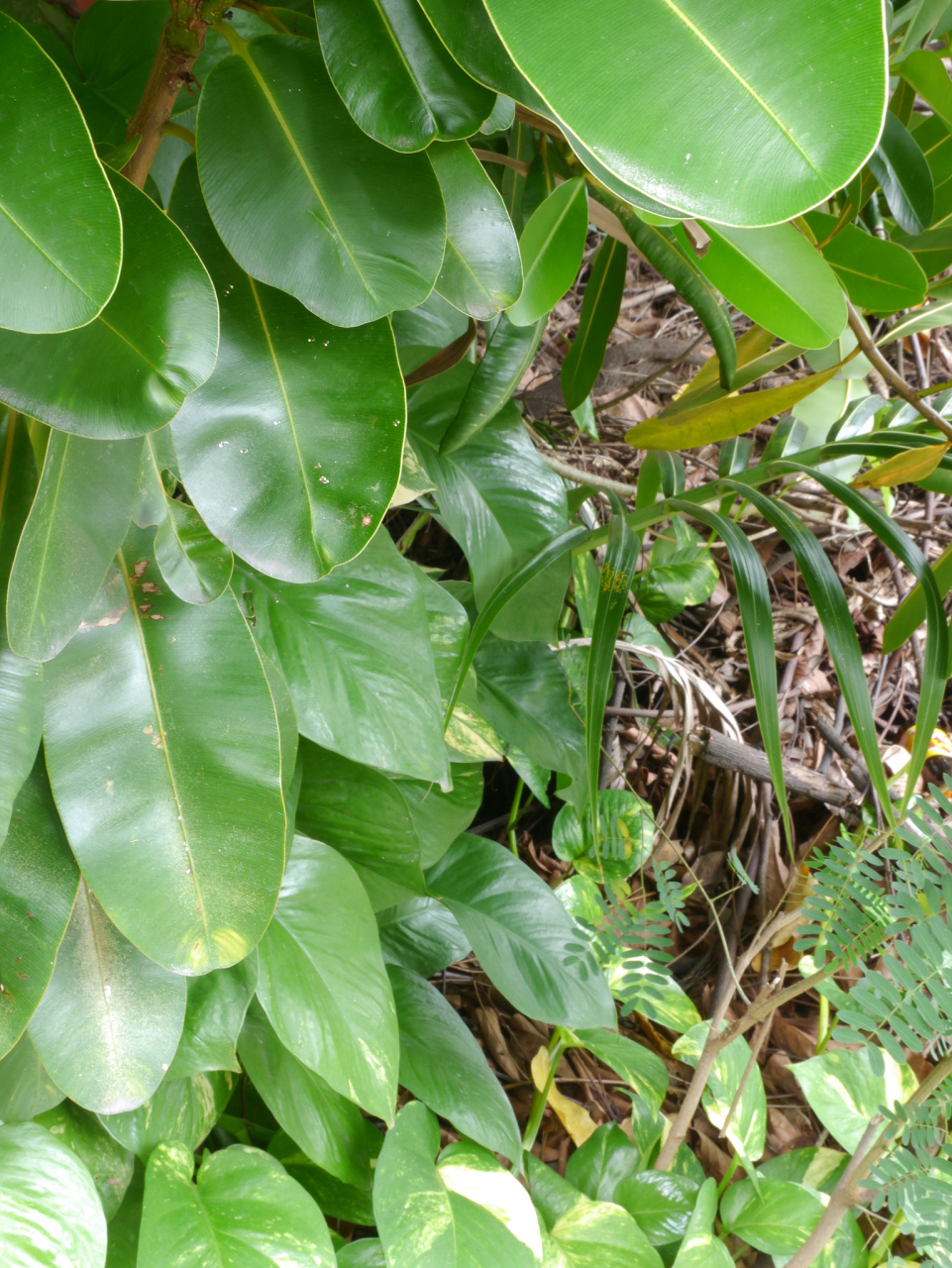 五指毛桃,又称五指牛奶,土黄芪,土五加等,是一种具有丰富药用价值的