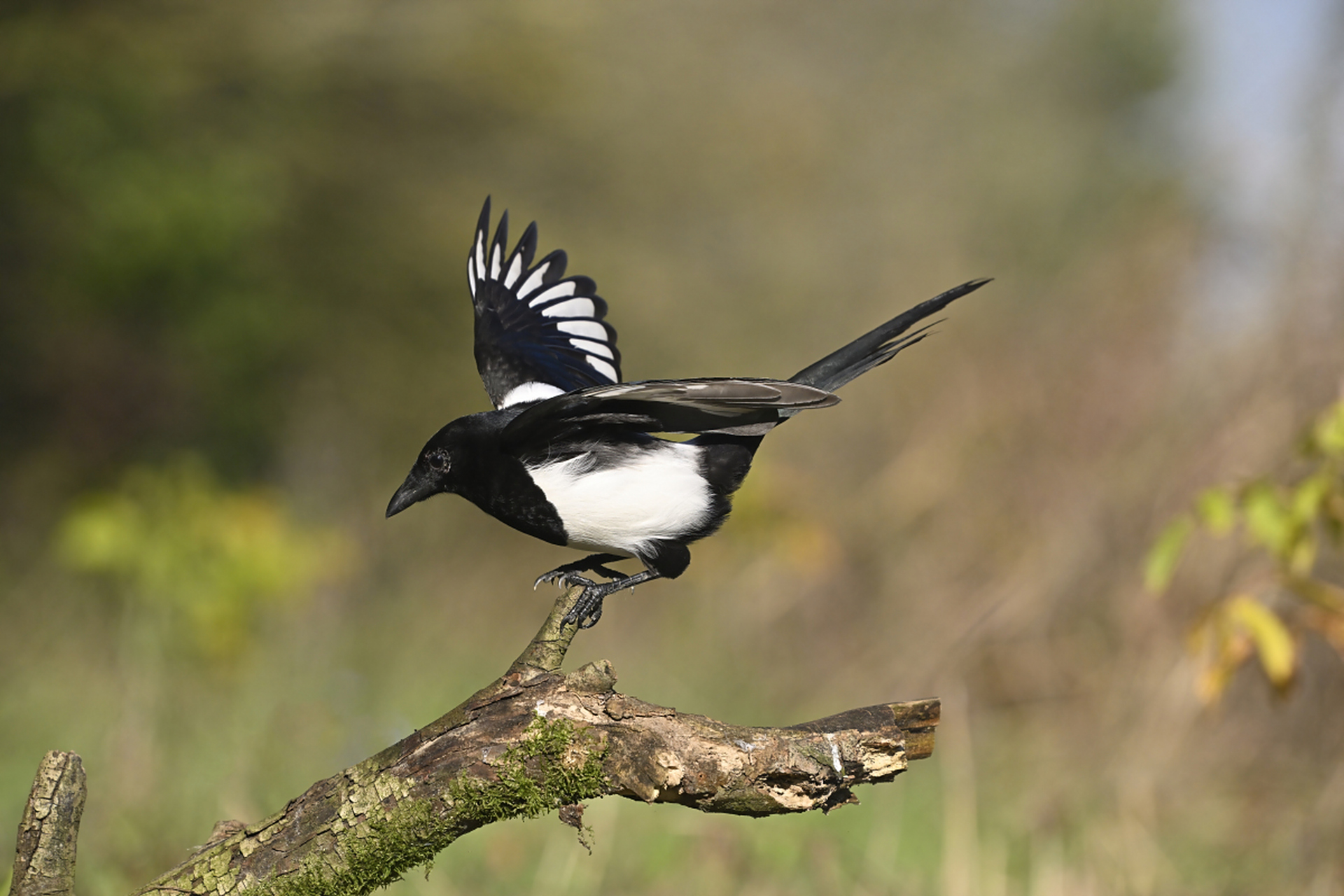 那些不耐寒的鸟儿飞向南方,喜鹊和麻雀成为冬日家园的留守者,在阳光下