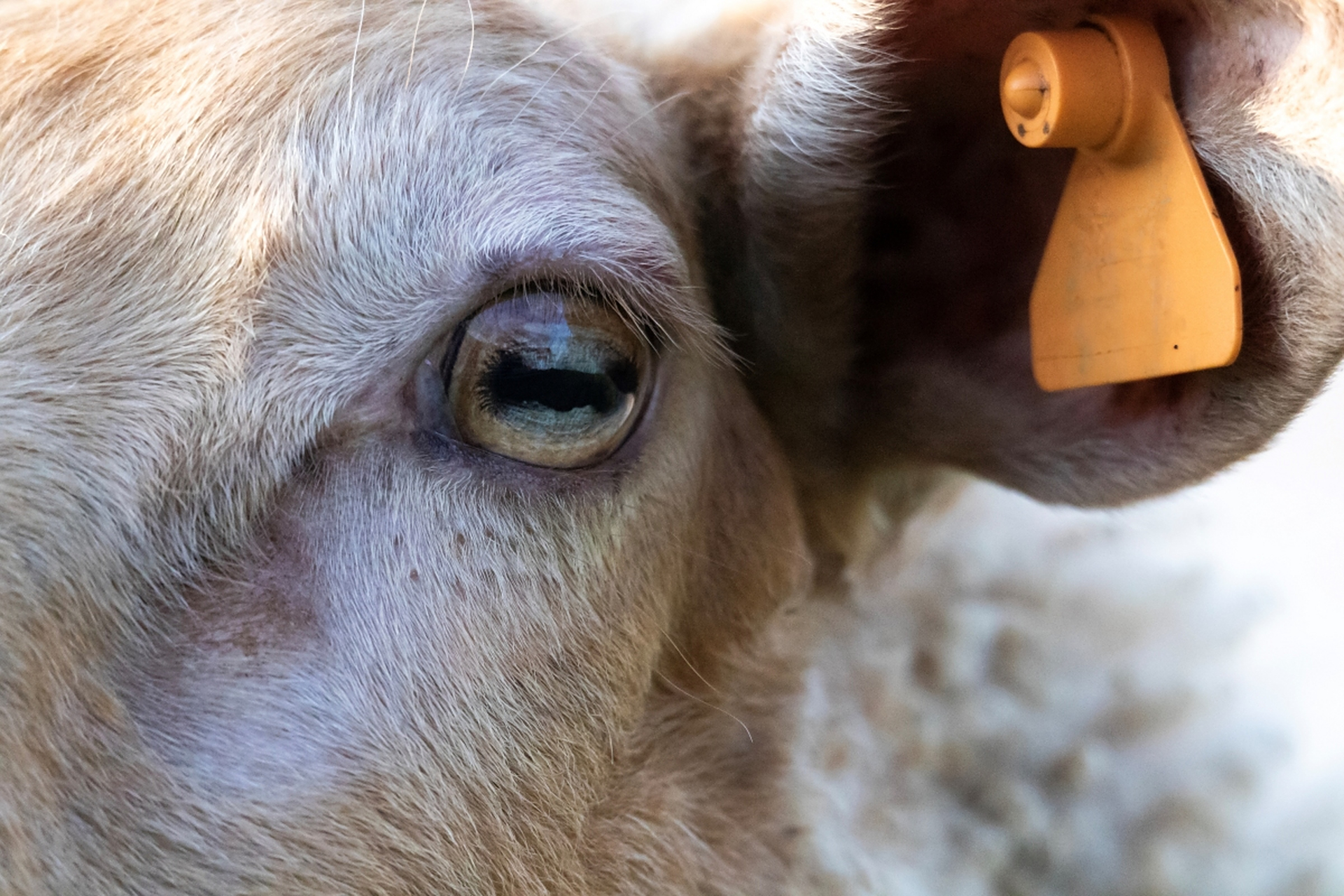 你没听错,就是那个吃草,晒太阳,毛茸茸的羊!