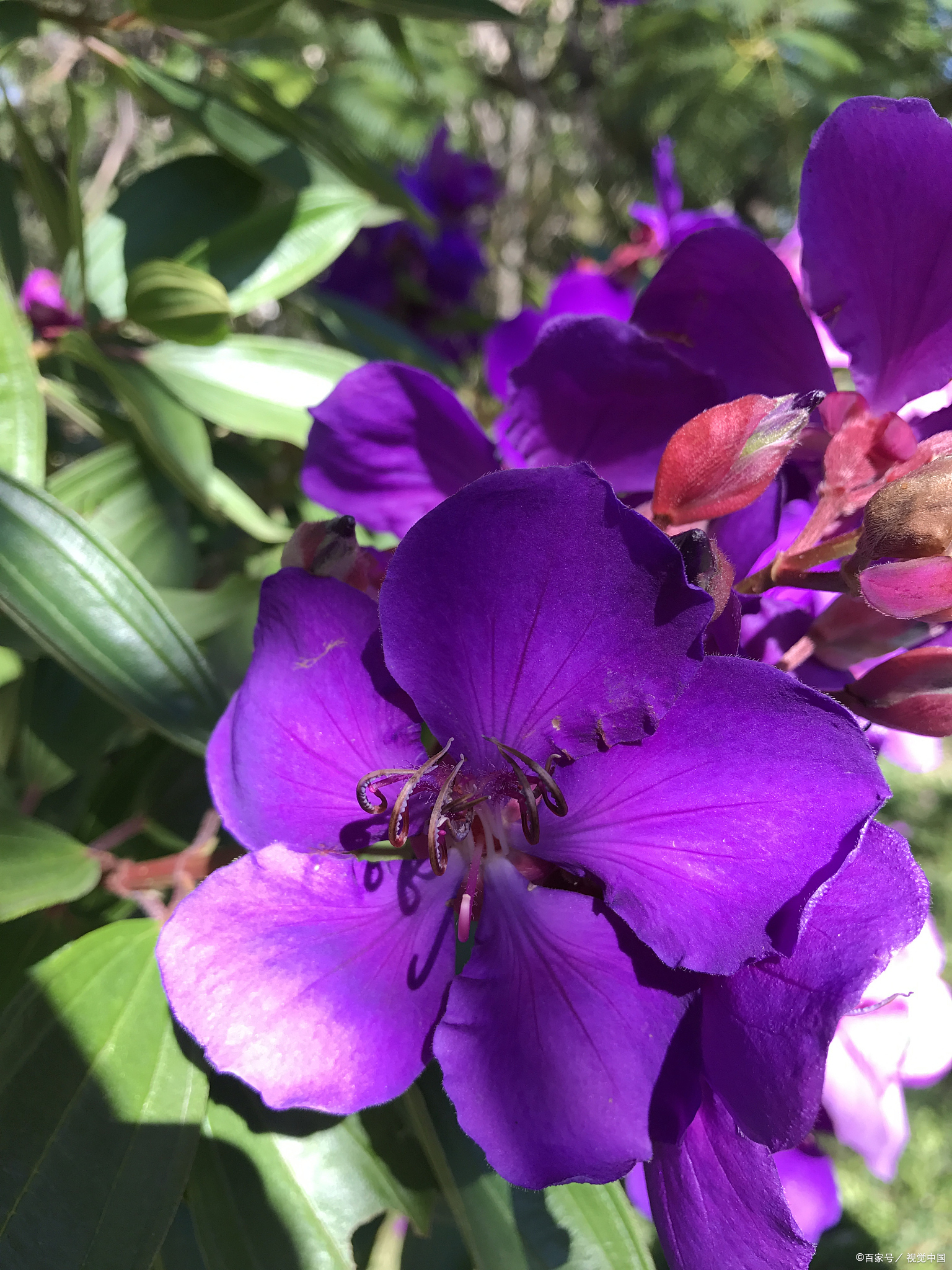 一,易碎易逝的美好夕颜花在夜间开放,白天便会凋谢,花期极为短暂