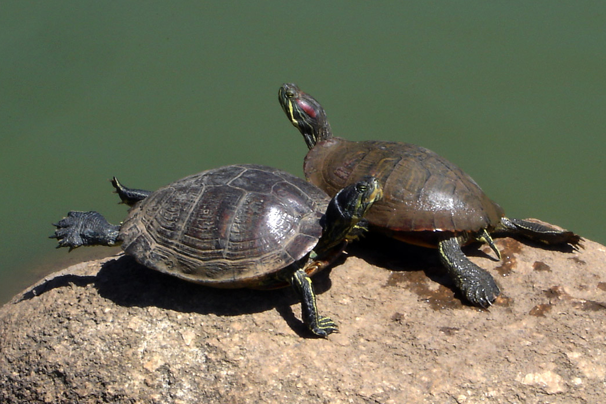 草龟和巴西龟的区别如下: .@萌宠常识分享官的动态
