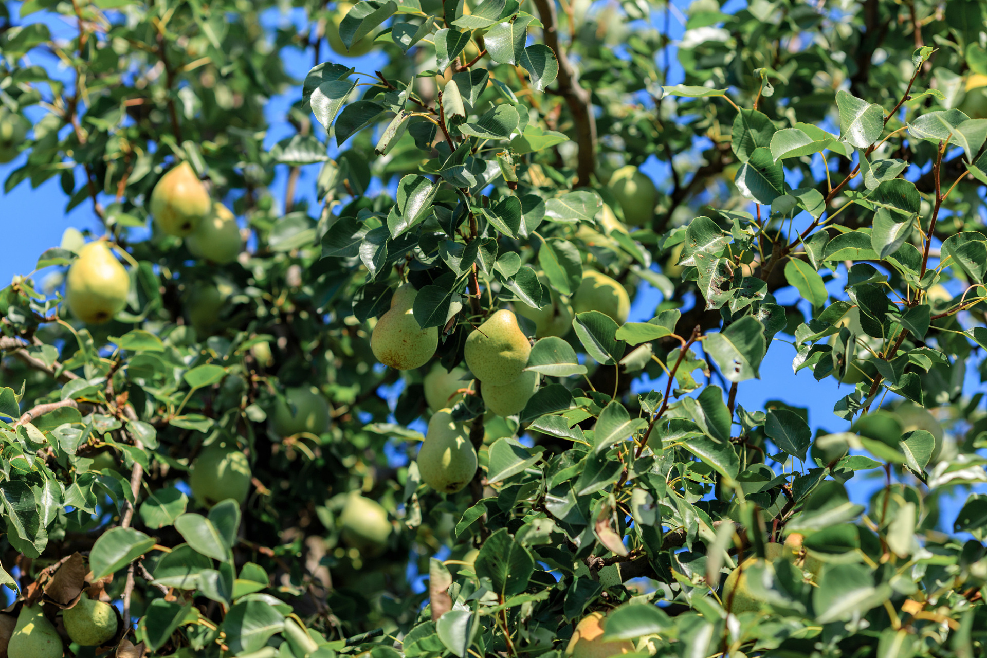 为确保梨树安全过冬,可采取树干涂白,开沟施用基肥,浇足封冻水,根部