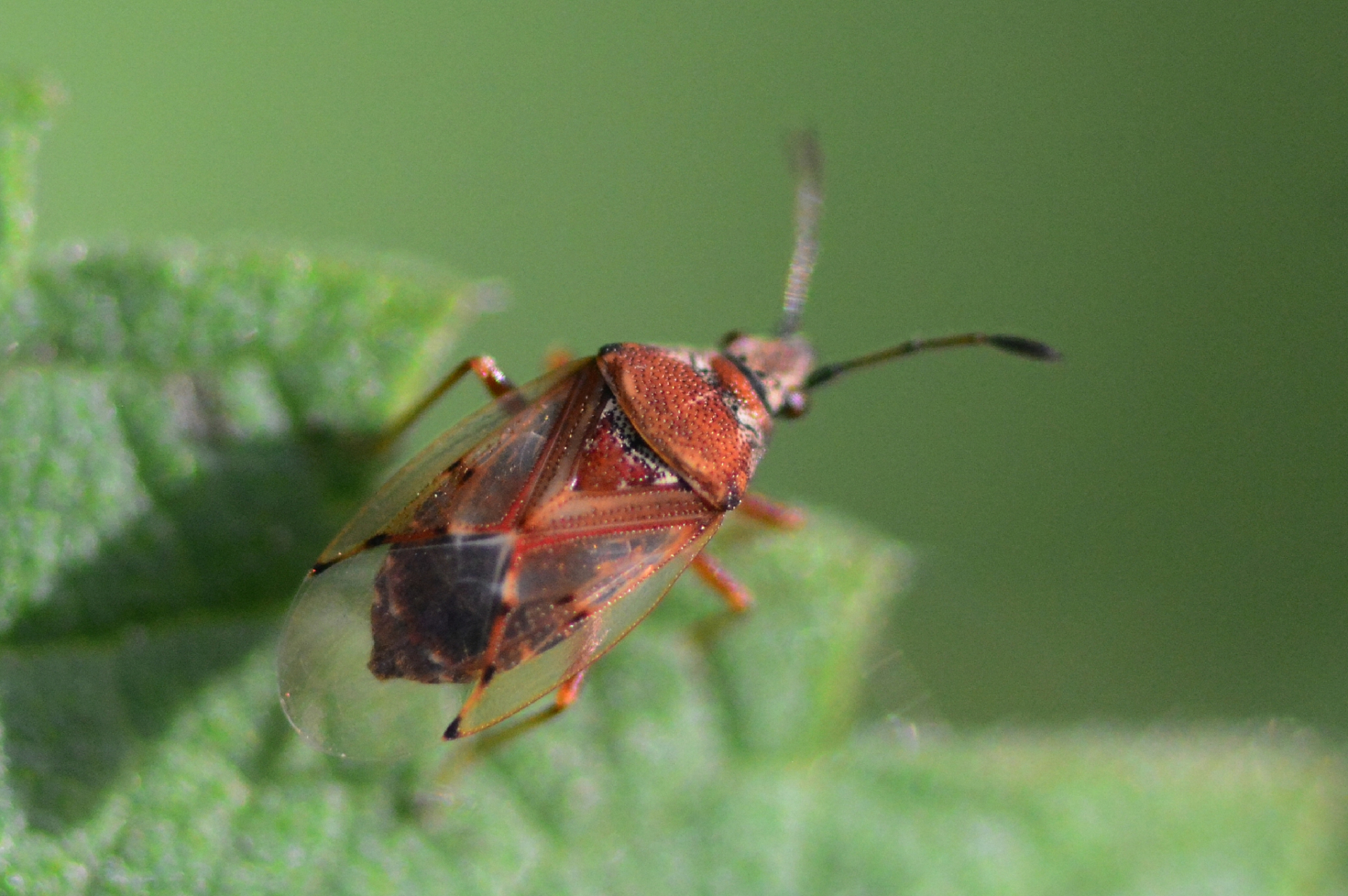专家:衣服上发现荔蝽虫卵要当心!