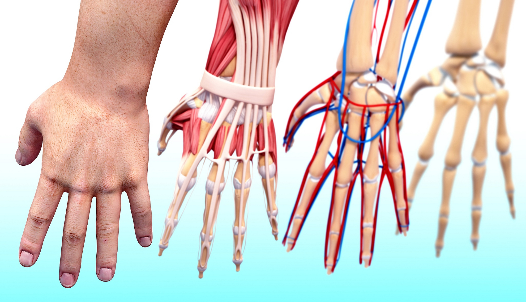 手指筋断了接上后,患者需要做力量,活动度以及感觉类康复训练.