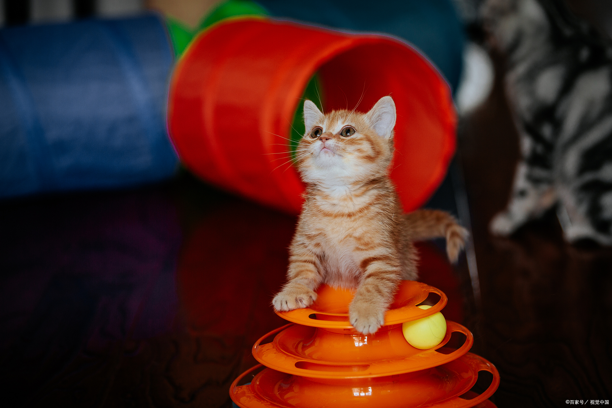 橘猫的智商竟然相当于人类3岁小孩？