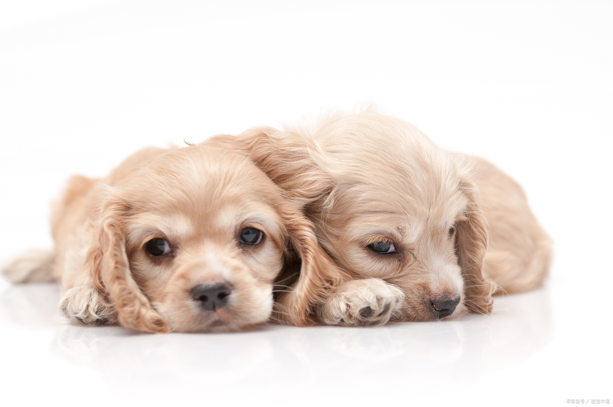 我只是一个喜欢动物,家里养了很多猫狗的养宠人.