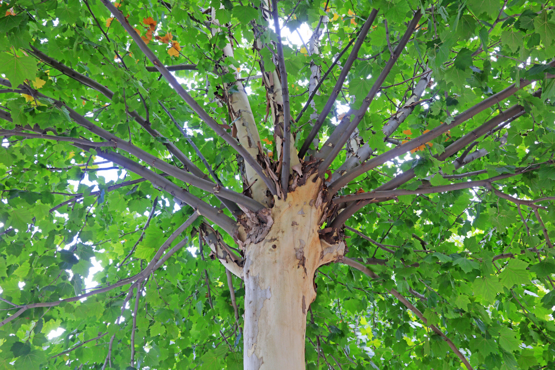 直从萌芽拔,高自毫末始