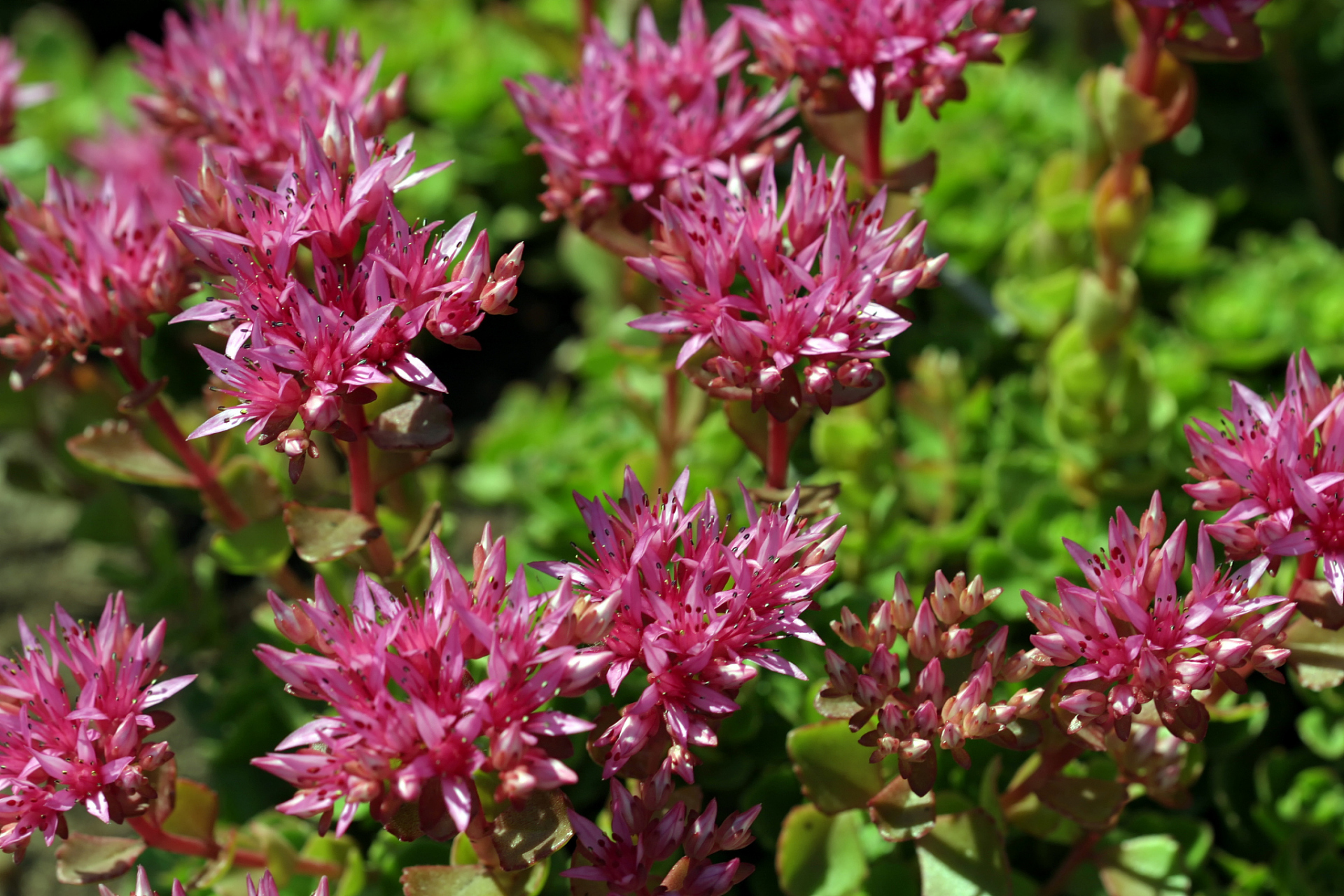 健康养生# #中医药# #红景天# 每日一药,传播中药知识,传递健康观念