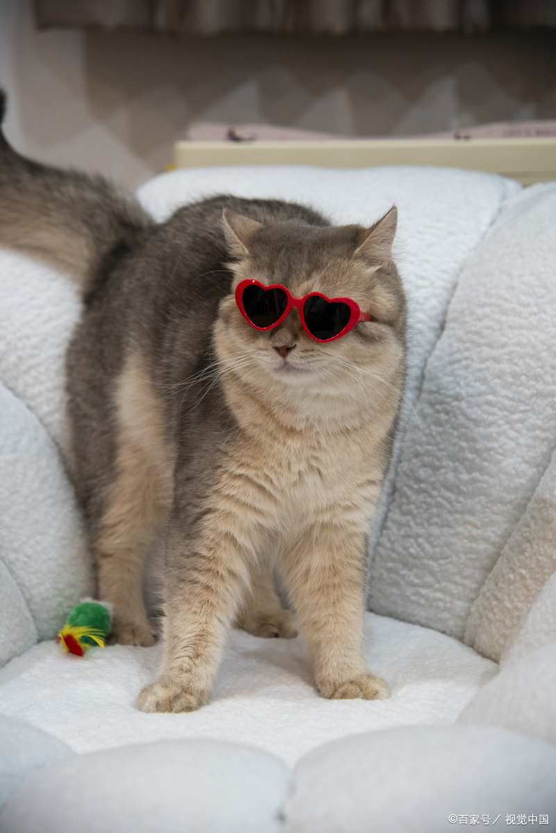 怎么确定是不是猫鼻支?别和感冒混了,这 5 个症状是关键