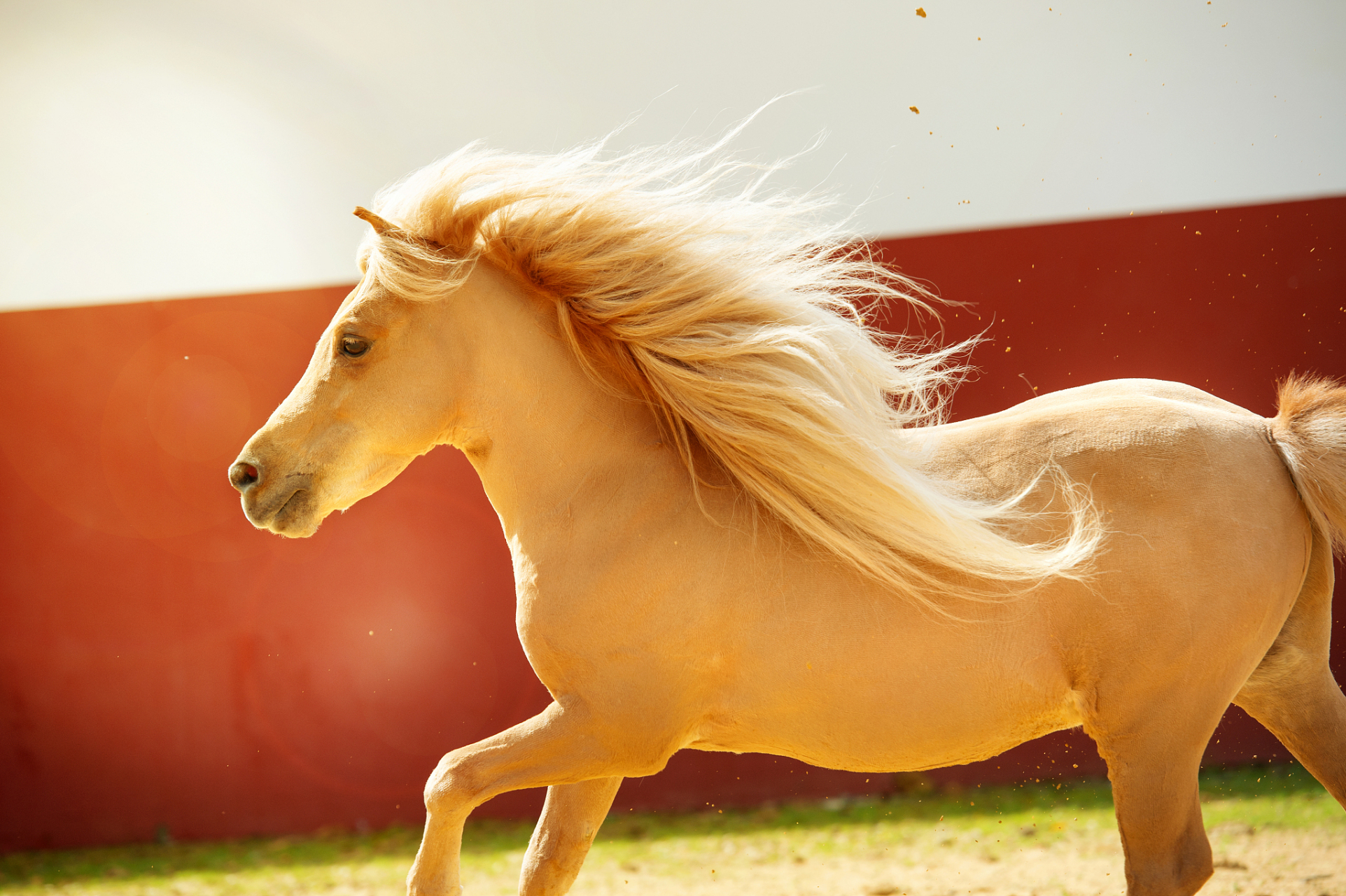 十二生肖性格详解之"午马"  马年出生的人性格通常很乐观,乐于助人