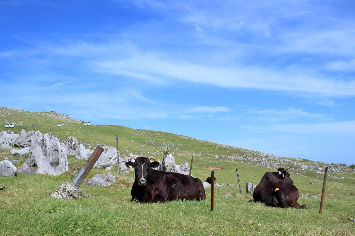 西藏的牧场生活是否让你体验到高原上的田园风光?
