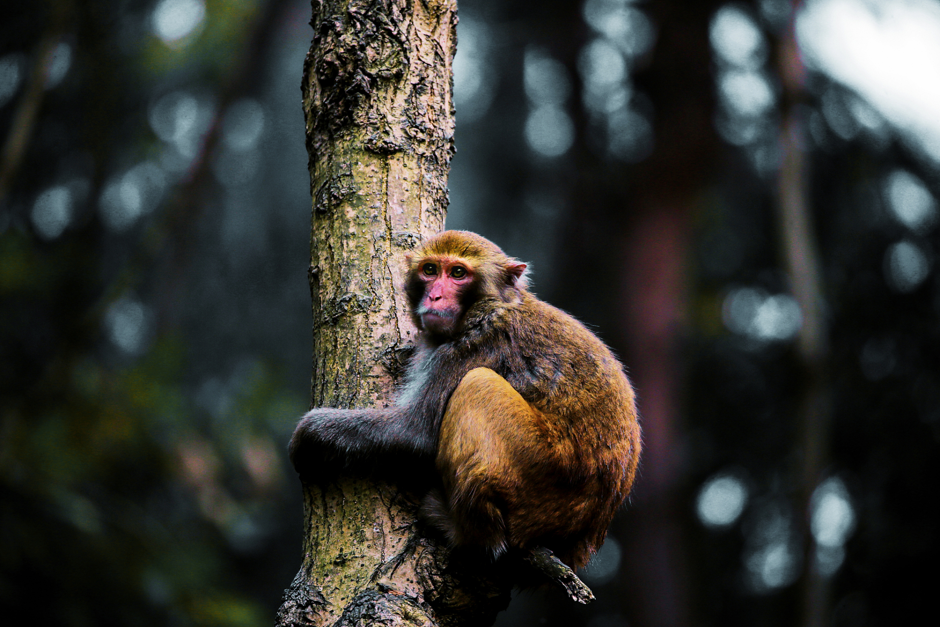 黄山猴,又称黄山猕猴或黄山金丝猴,是中国的特有猴种,主要分布在安徽