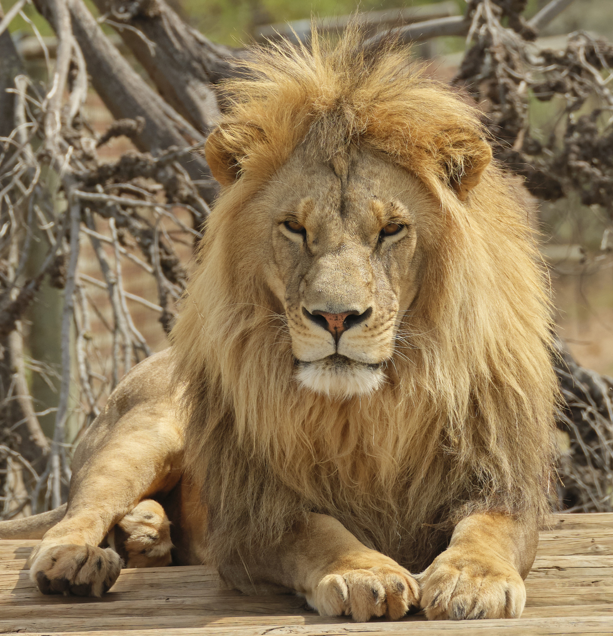 狮子是大型猫科动物,分布非洲的草原,森林和森林草原.