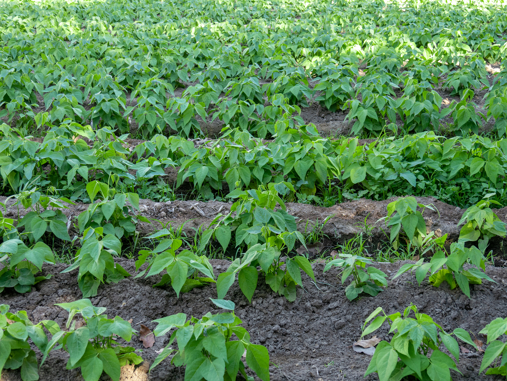 [原文:豆子种植