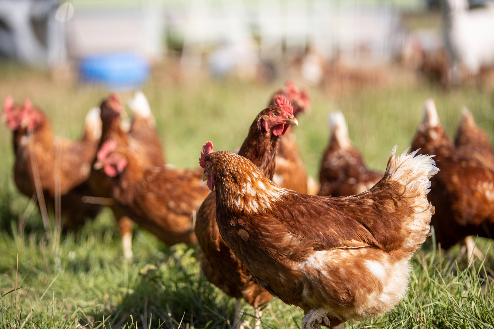 93在农村散养鸡,都需要注意哪些呢?