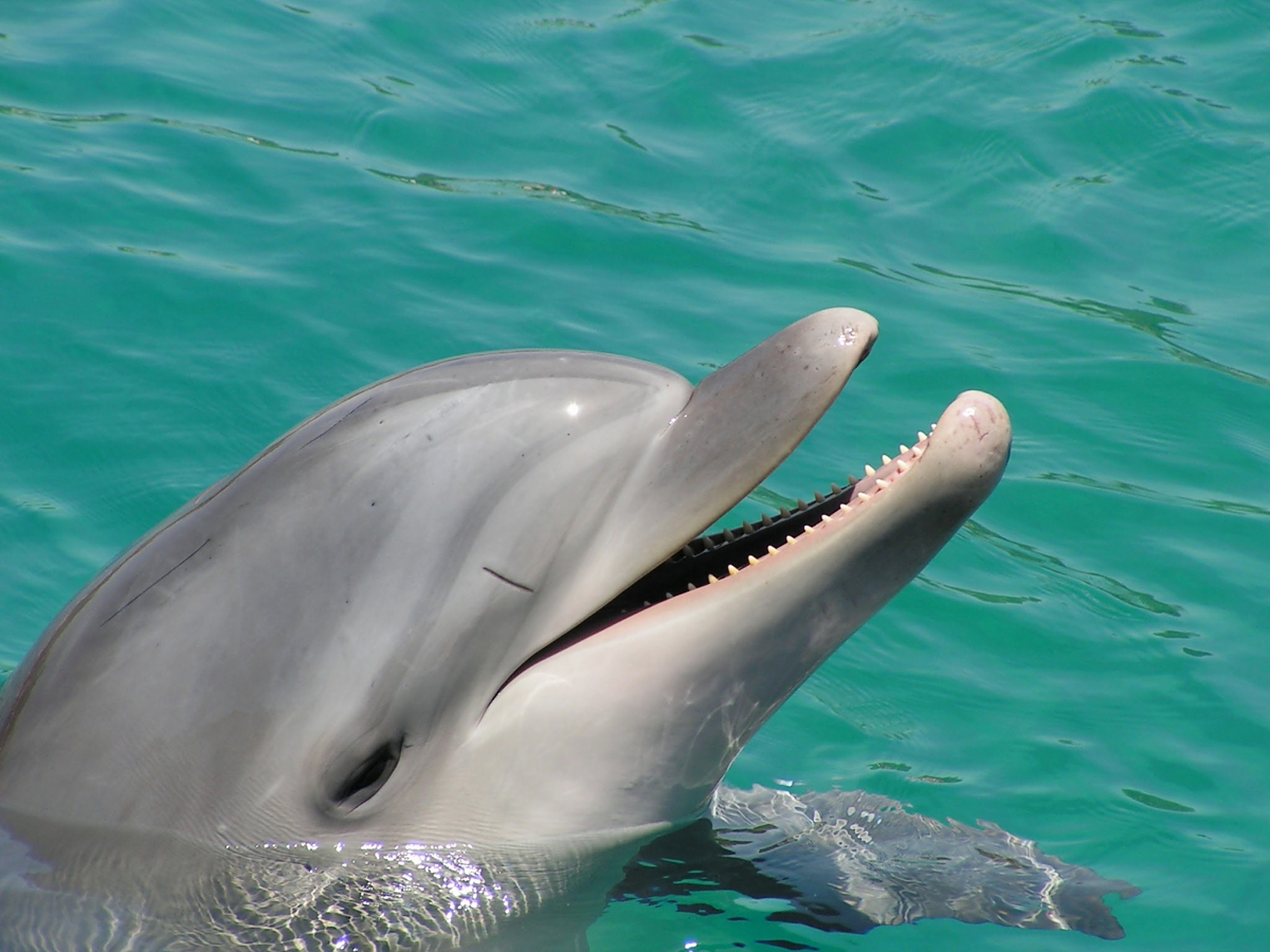 鲸鱼的腔骨是它们的牙齿.