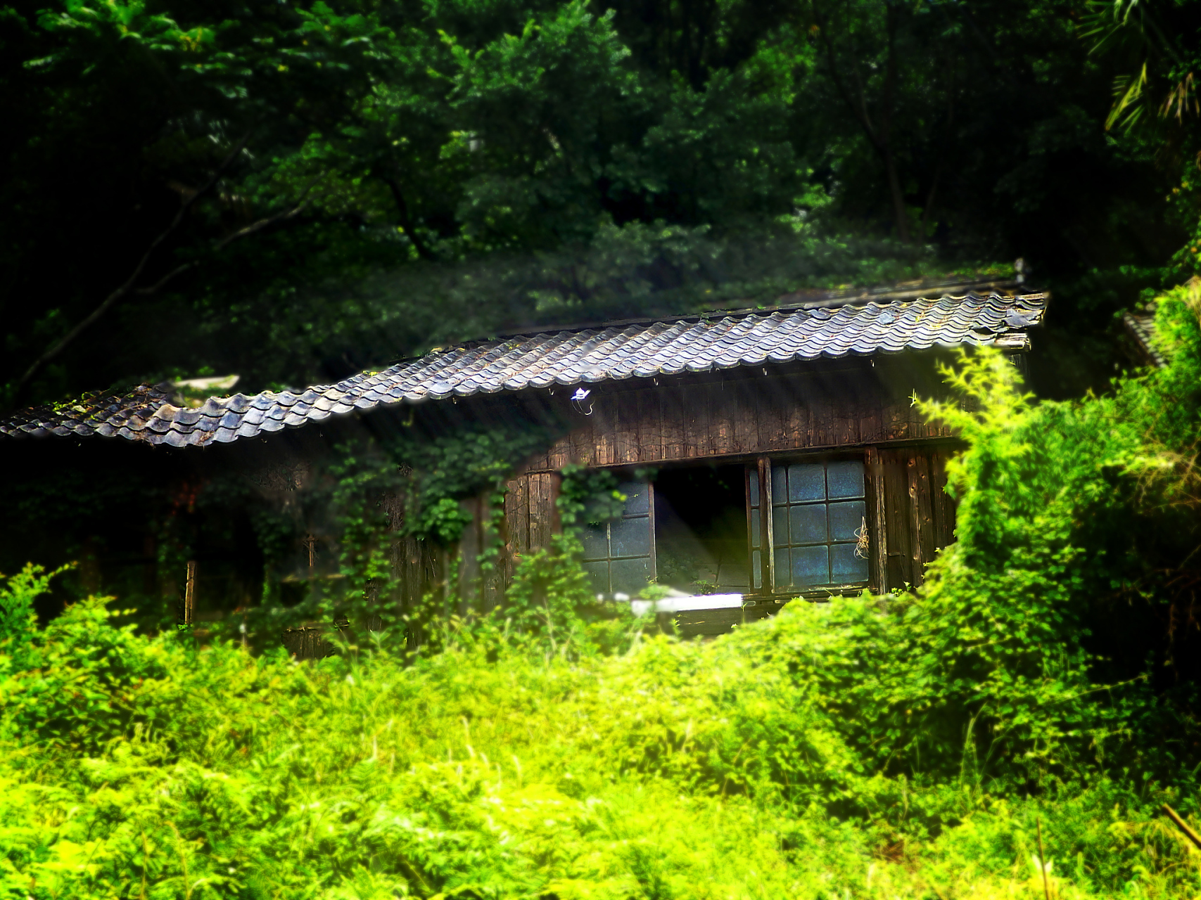 深山老林,有幸相识 我藏匿起来,隐居在这里  身边是青藤缠绕的树木