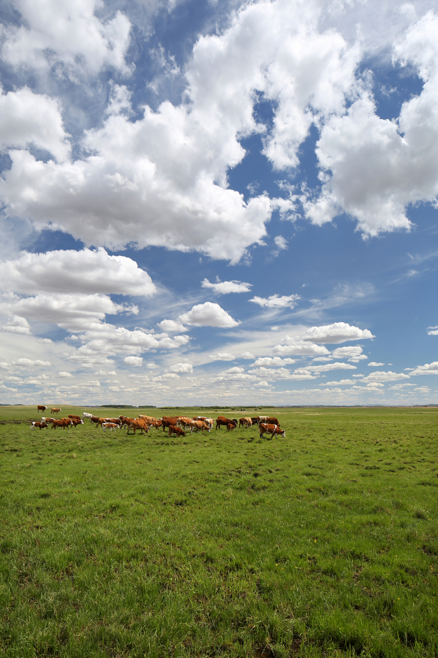 内蒙古鄂尔多斯草原旅游区,你一定听说过!