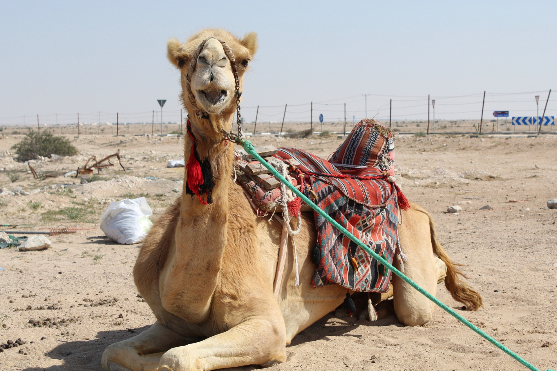五一期间,甘肃敦煌的鸣沙山月牙泉的入园人数已超万次,骑骆驼是总受