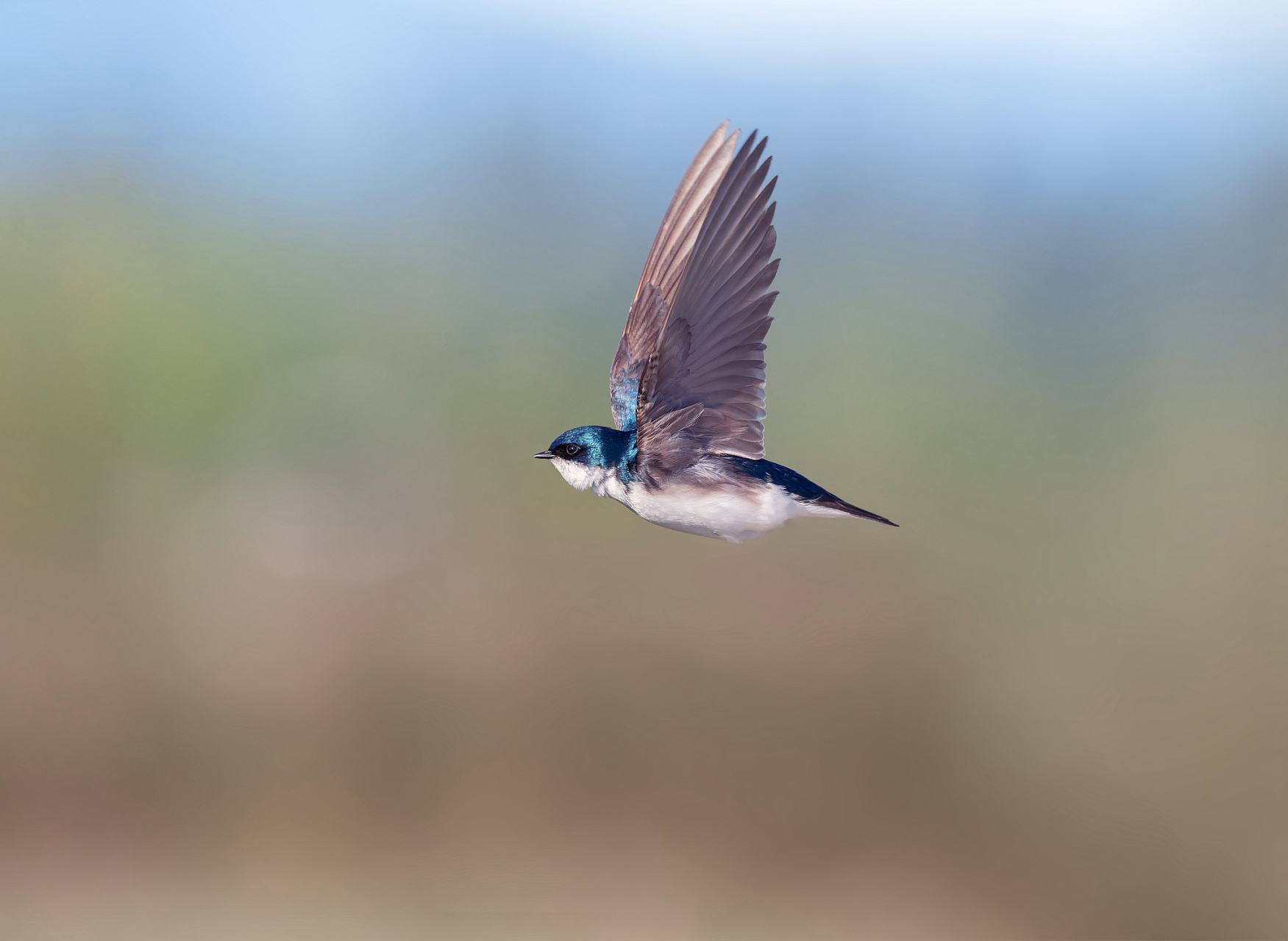 世界上飞得最快的不是战斗机,而是一种叫做尖尾雨燕的中型空中鸟