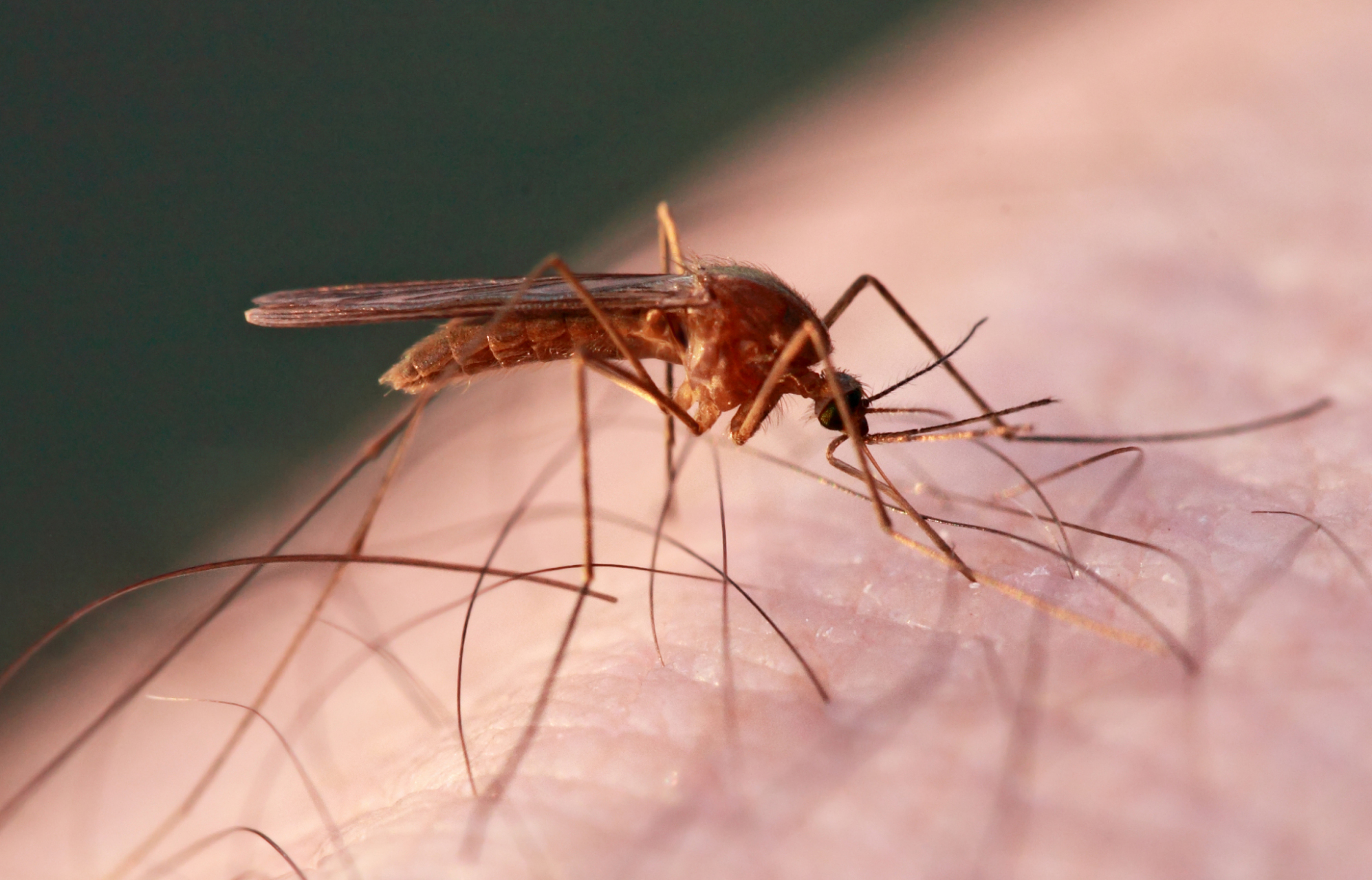 全球变暖导致昆虫生存期变长,未来蚊虫甚至可能"全年无休".