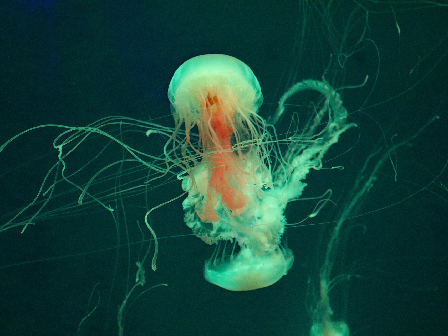 最近,加州"蒙特利湾水族馆"推出了一款特别的"管水母合集".