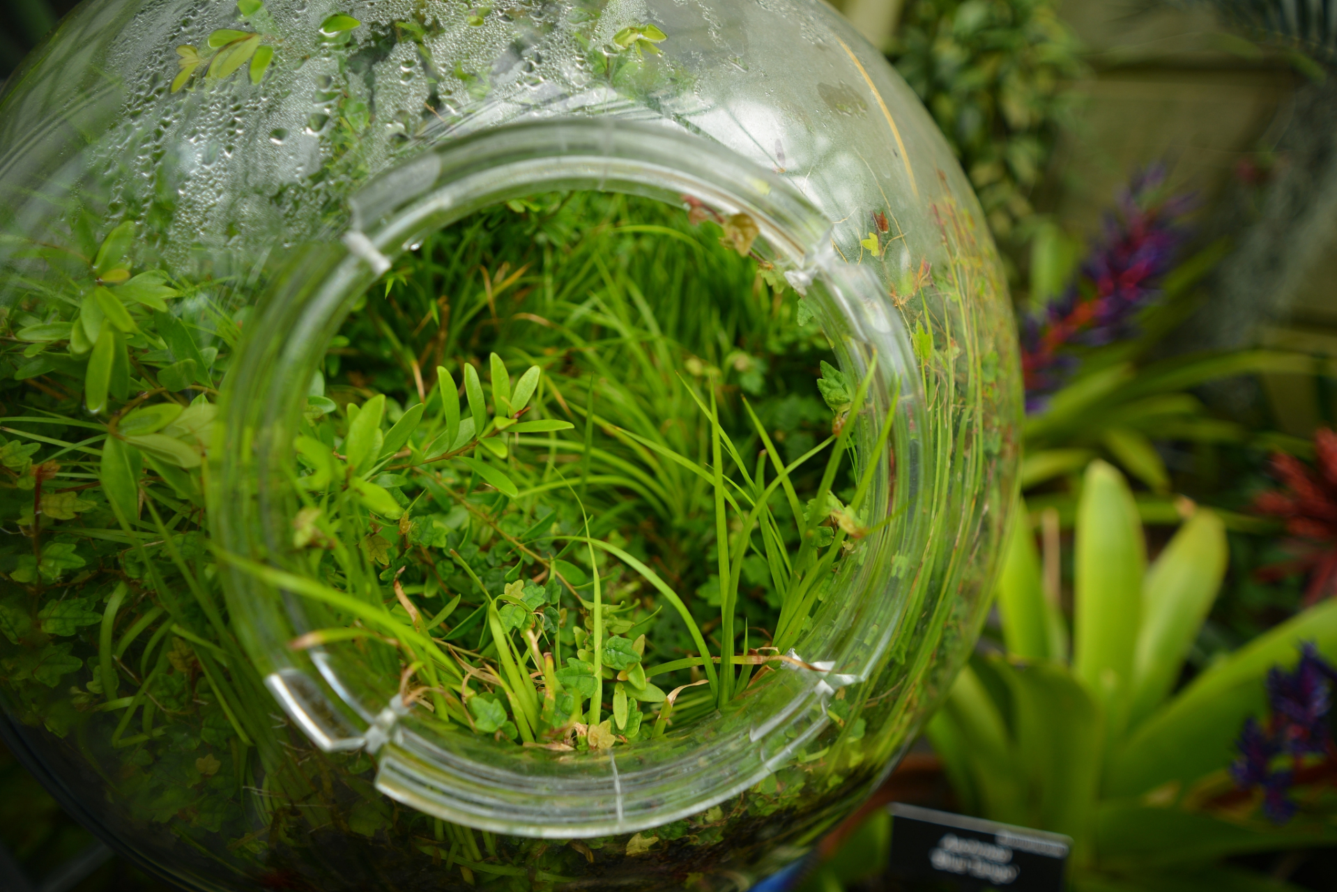 笔记创作营#鱼缸水草长绿毛怎么办,去除绿色藻类,建立缸内生态平 