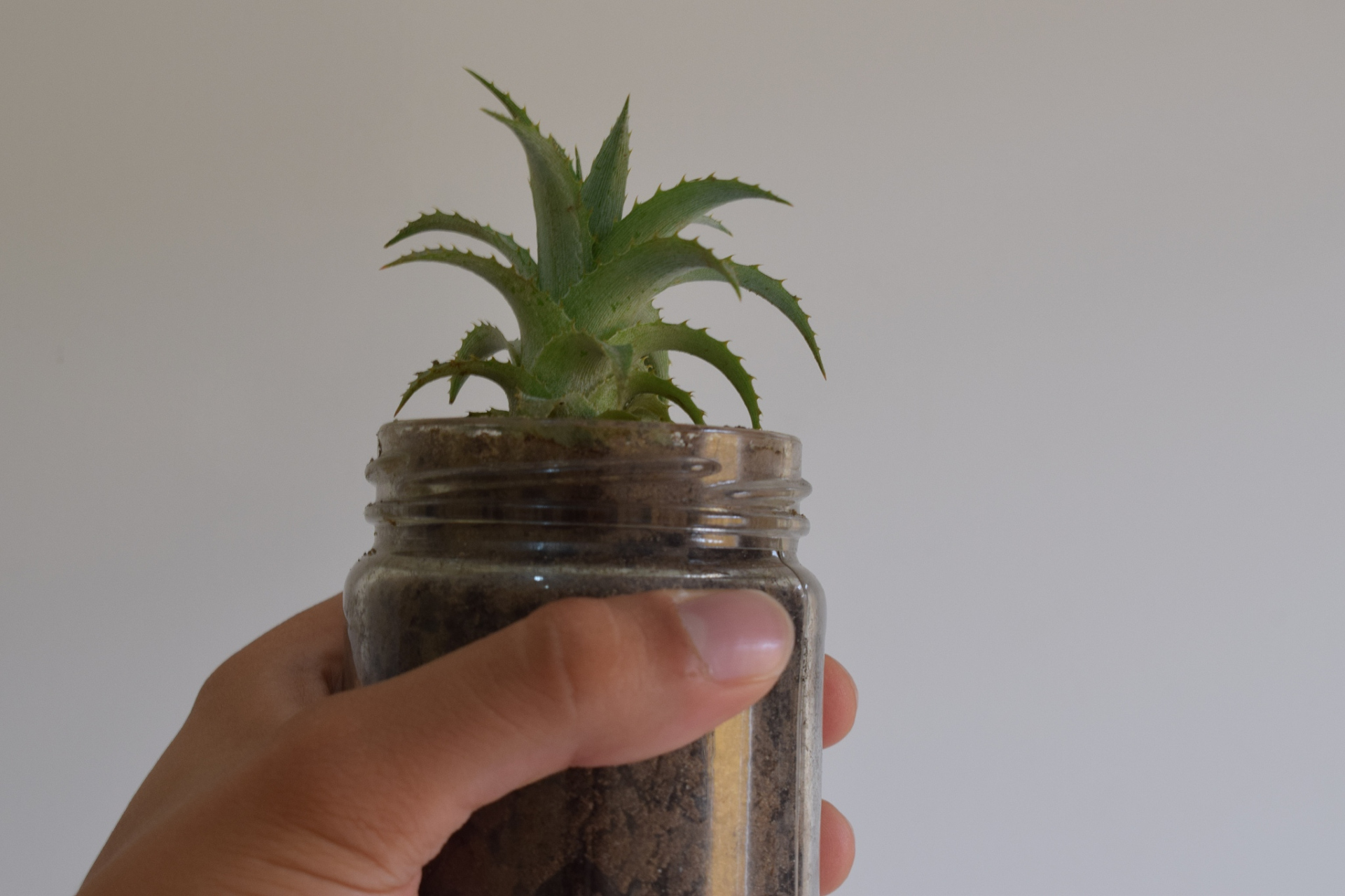 问:菠萝头该怎么种水培呢?