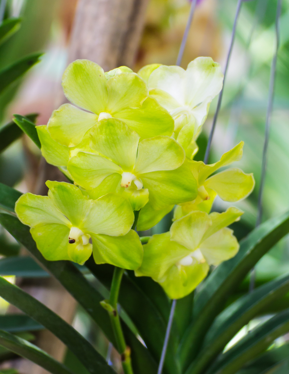 豆瓣兰是一种兰科植物,其独特的形态特征为兰花增添了一股活泼之风