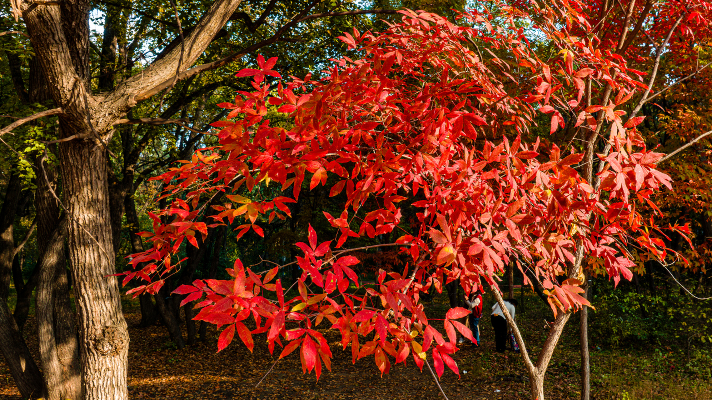 第十七届岳麓山红枫节如约而至,带来视觉和心灵的盛宴.