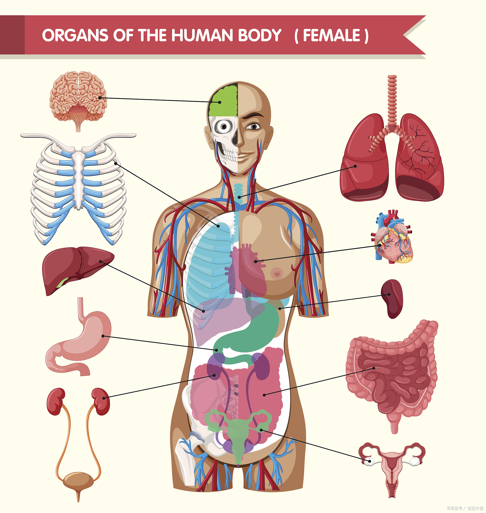 身体构造图清晰图片