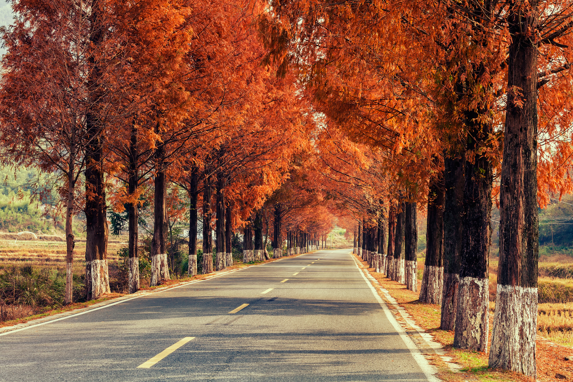 93重庆南湖多彩植物园,感受秋日红叶的魅力之旅攻略来啦!