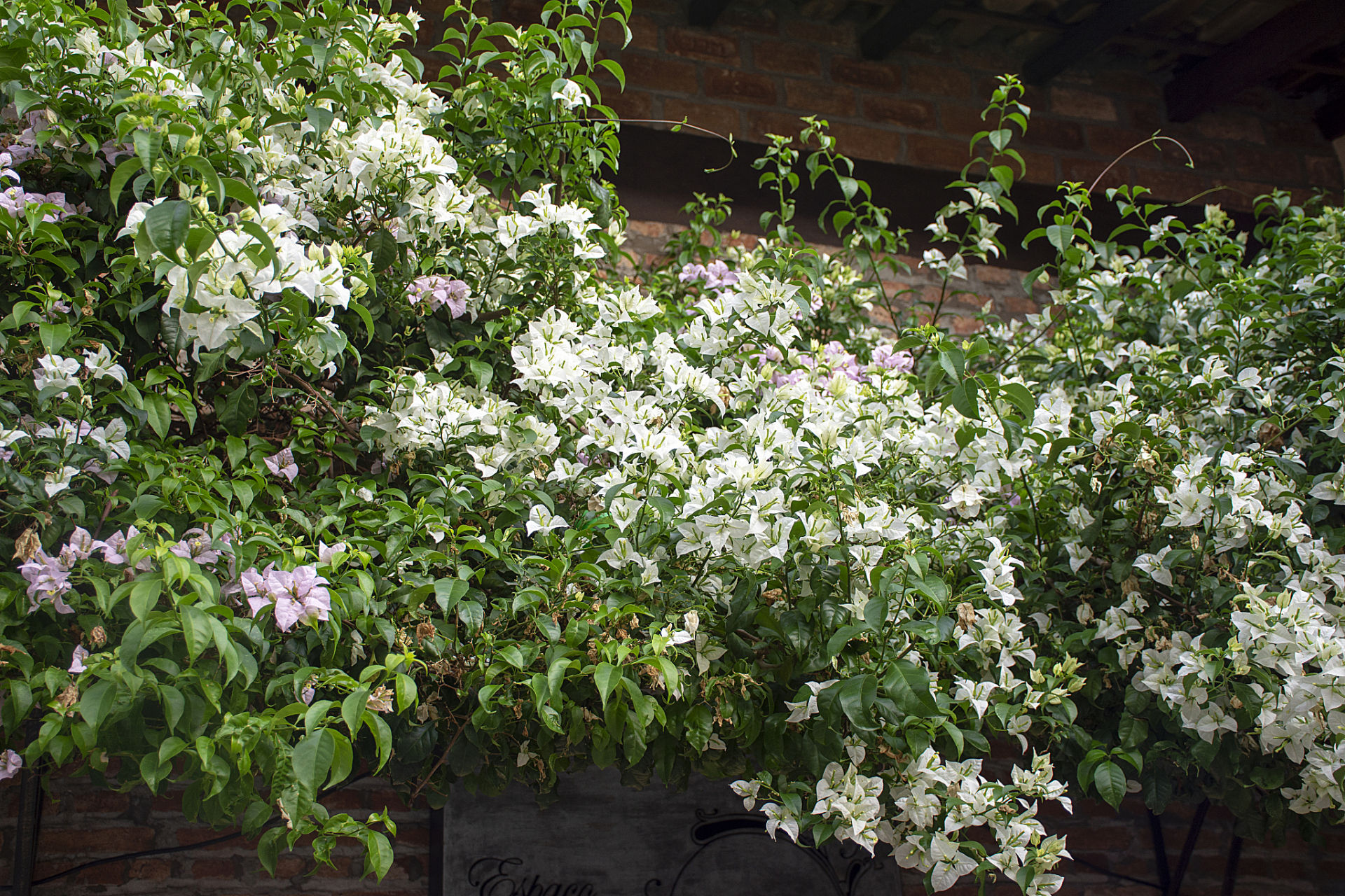 风车茉莉是常绿木质藤本植物,花朵像风车,颜色洁白,有淡淡清香.