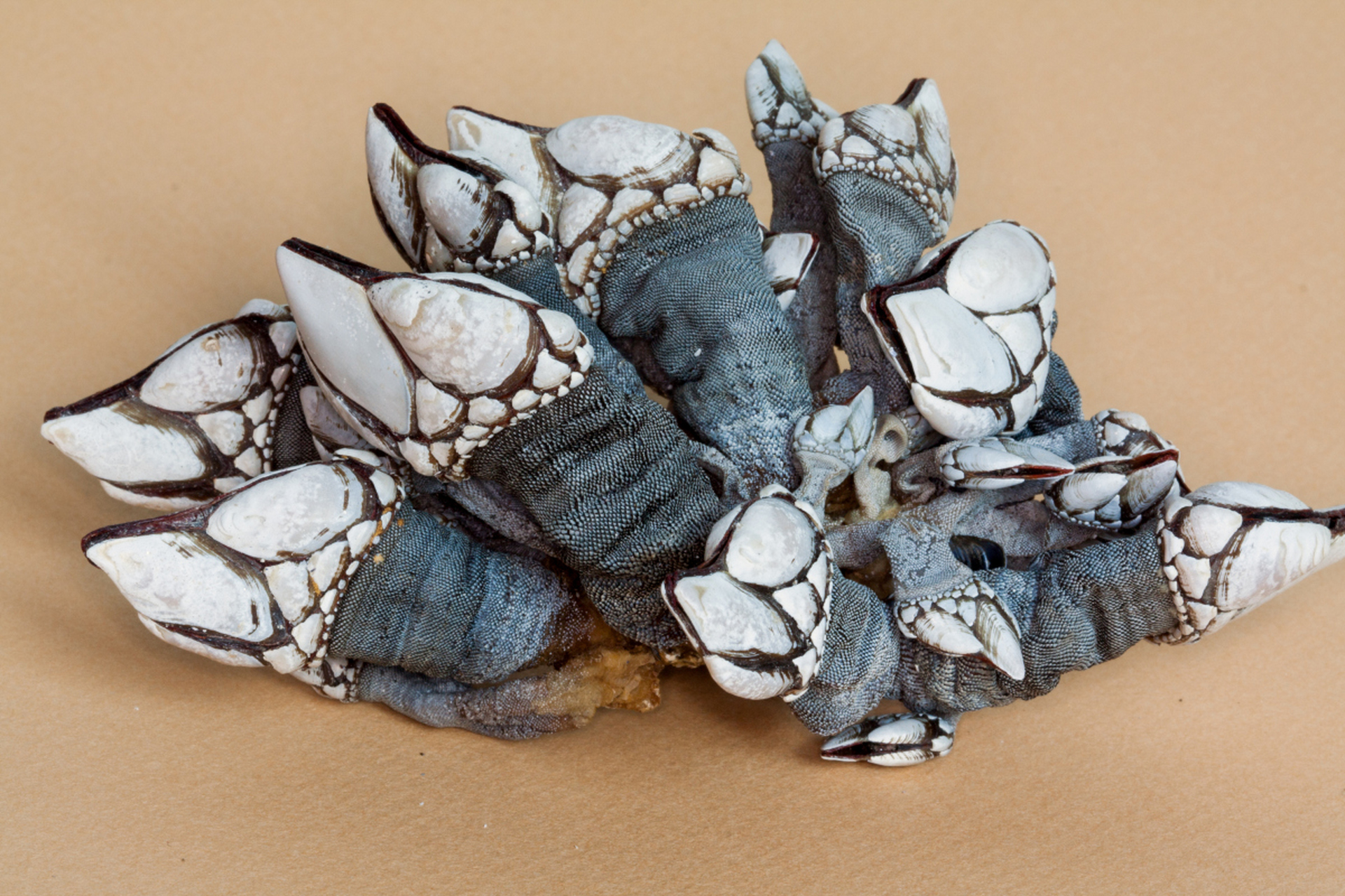 藤壶,这个海洋小霸王让人头疼不已!