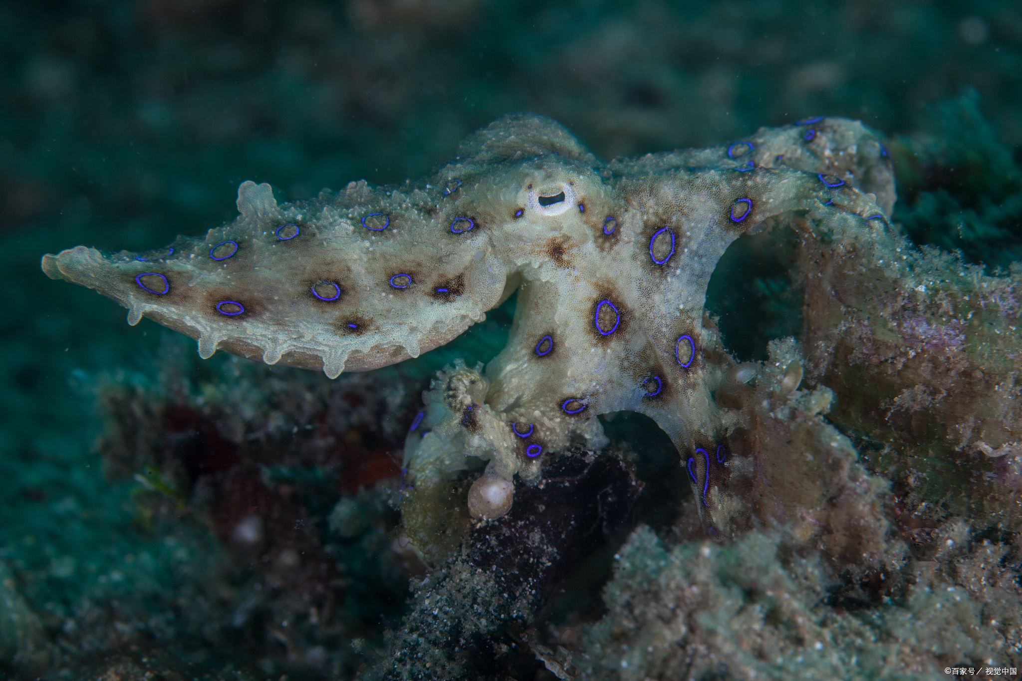 蓝环章鱼能当宠物养吗?