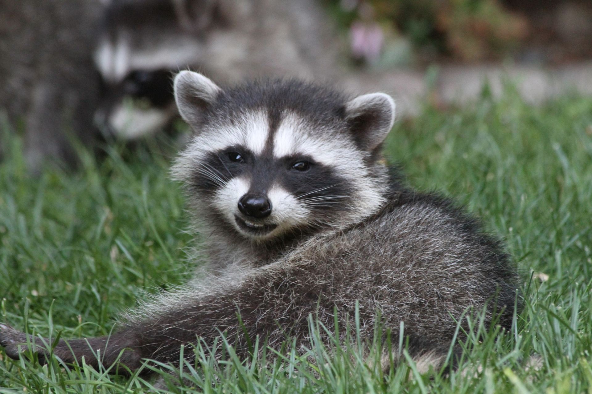 小浣熊全身主要由黑白灰三色构成,像是一幅设计精巧的水墨画,还有它在