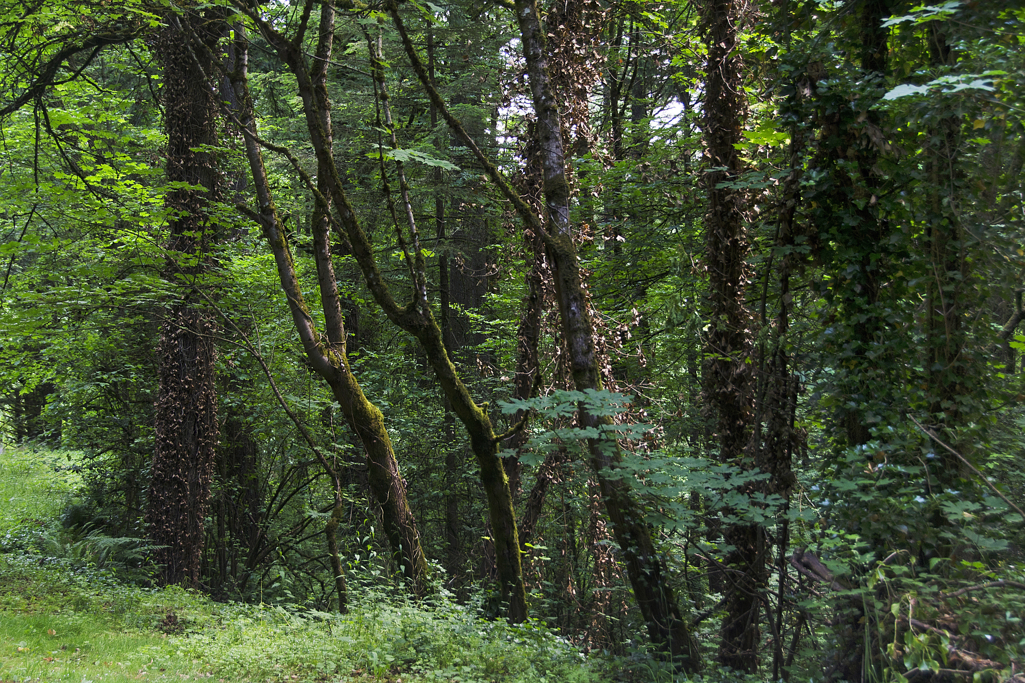 常绿阔叶林阔叶林针叶林阔叶树林重庆 亚热带常绿阔叶林常绿阔叶灌丛