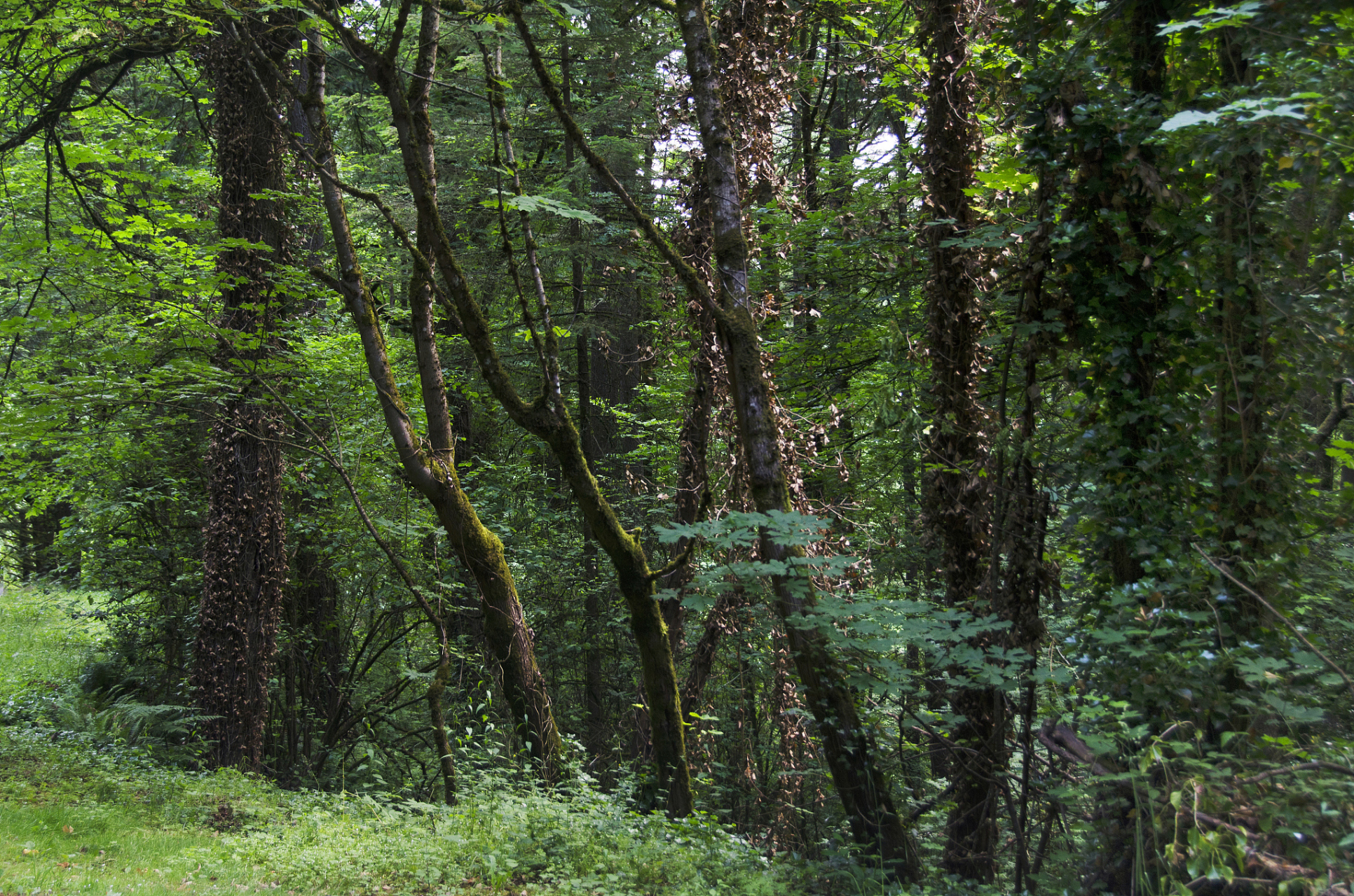 常绿阔叶林全年保持绿叶,但并非所有植物都不落叶.