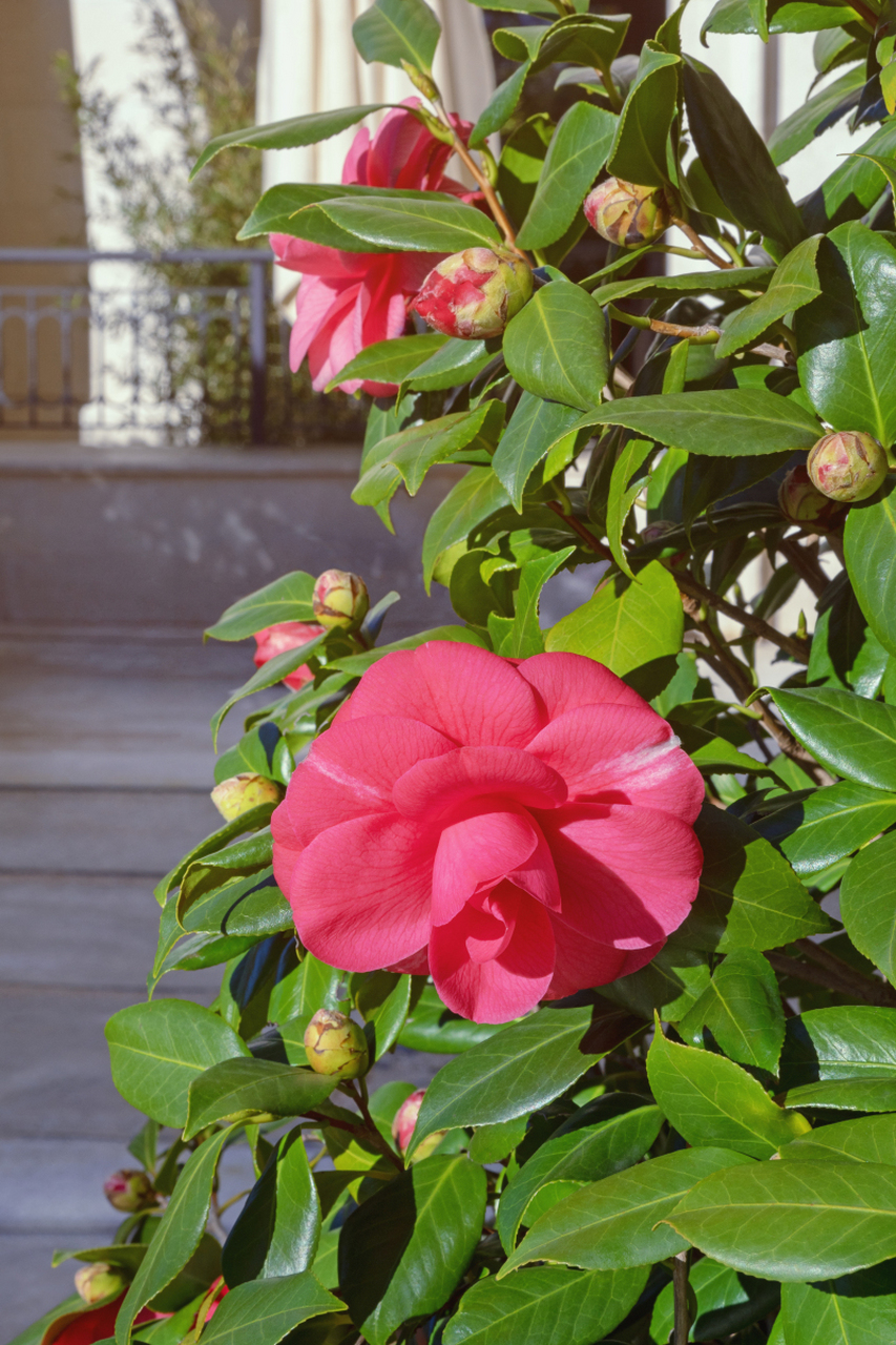 茶花是美丽花卉,喜欢酸性土壤(ph值5.5-6.5),在碱性土壤中生长受限.